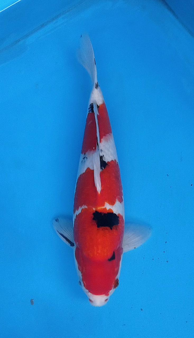 SANKE 35cm