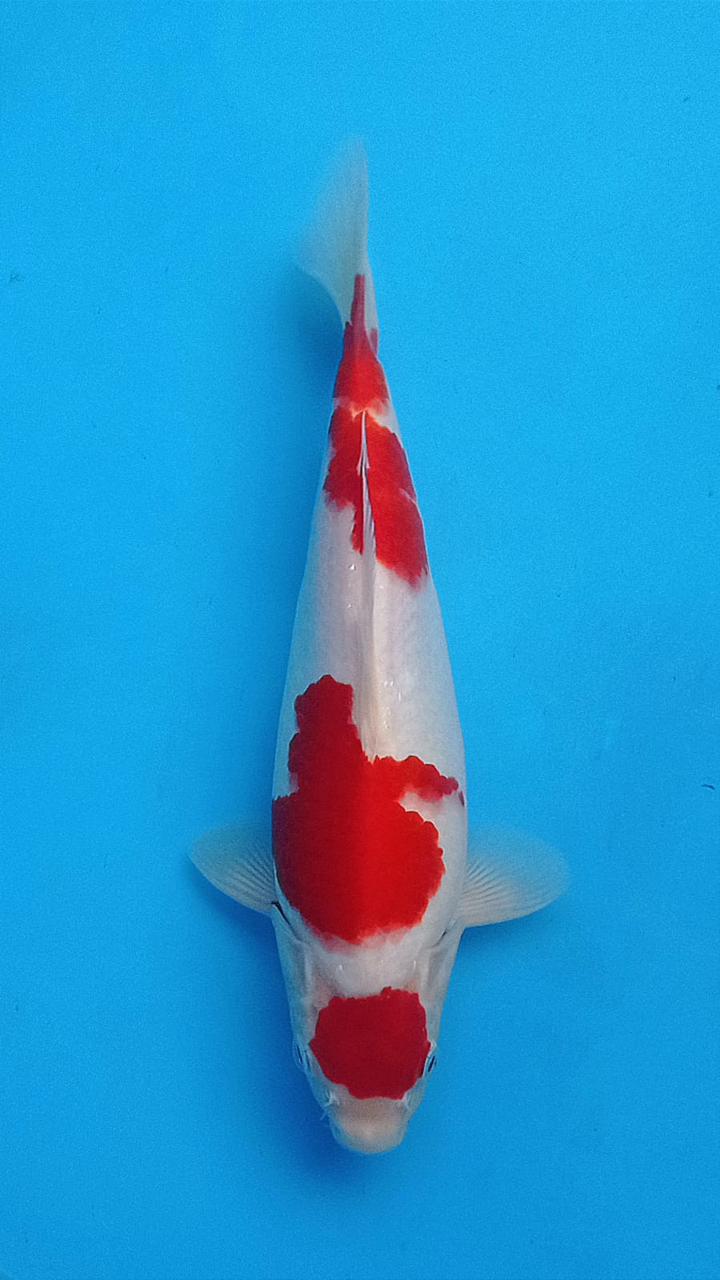 KOHAKU MARUTEN 29cm