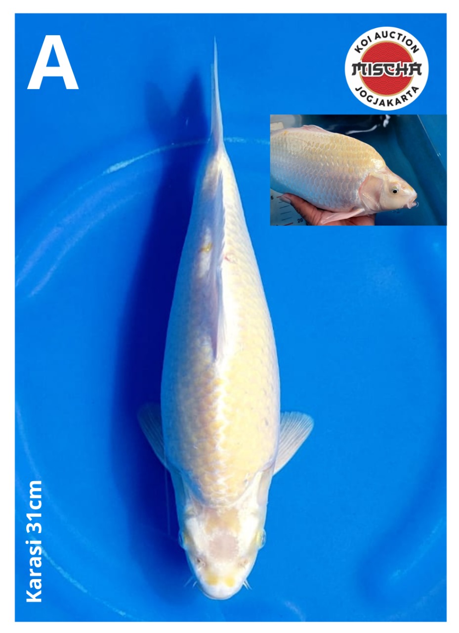 KARASI 31cm