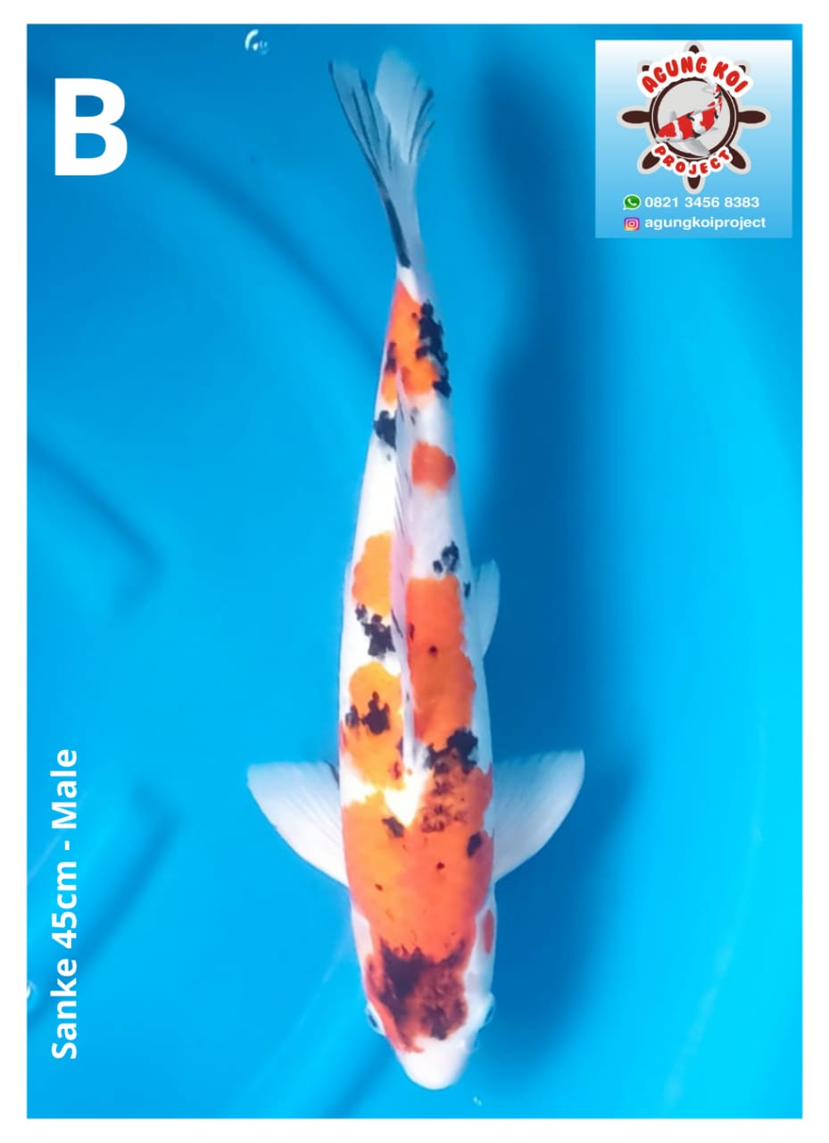 SANKE 45cm