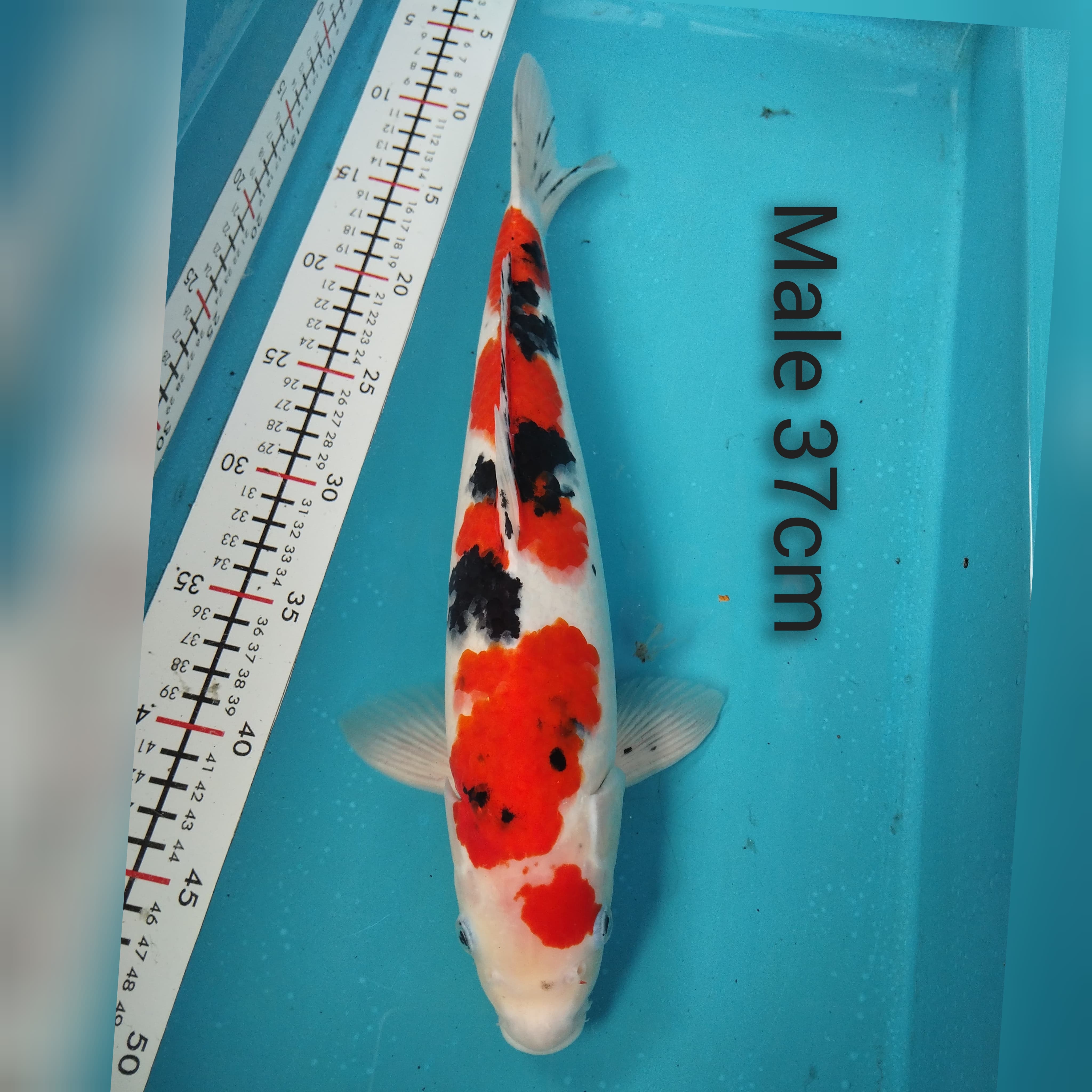 SANKE SUBOSUMI 37cm HIGH QUALITY