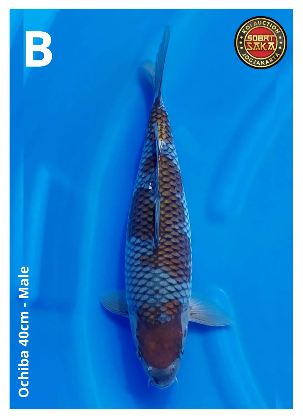 Lelang Koi Online, Jual Beli Ikan Koi, Pusat Jual Beli Koi, Info Lelang Koi Hari Ini, Platform Jual Beli Koi, Jual Beli Ikan Koi Online, Marketplace Ikan Koi, Jual Koi Terbaik, Tempat Beli Koi Berkualitas, Pasar Ikan Koi Online Terpercaya, Penjual Ikan Koi Terpercaya, Beli Koi Hias Online, Ikan Koi untuk Dijual, Koi Kualitas Terbaik, Toko Online Ikan Koi, Koi Hias Untuk Dijual, Jual Beli Ikan Koi Lokal, Koi Indonesia Online, Pusat Jual Beli Koi Terbesar
