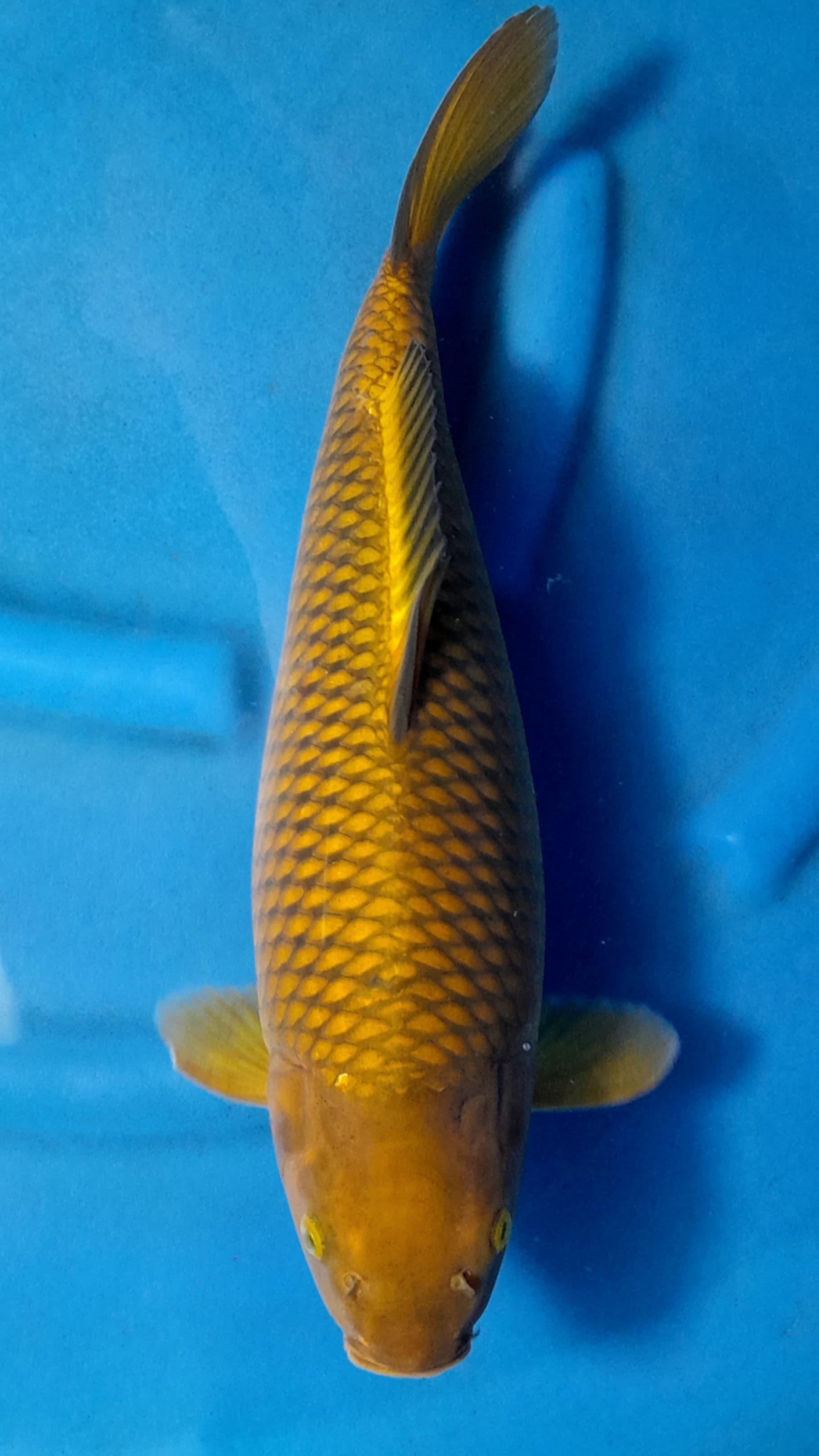 CHAGOI TEMBAGA 42cm