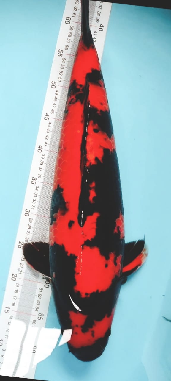 HI UTSURI SHINODA JOOSSS JANTAN 55cm
