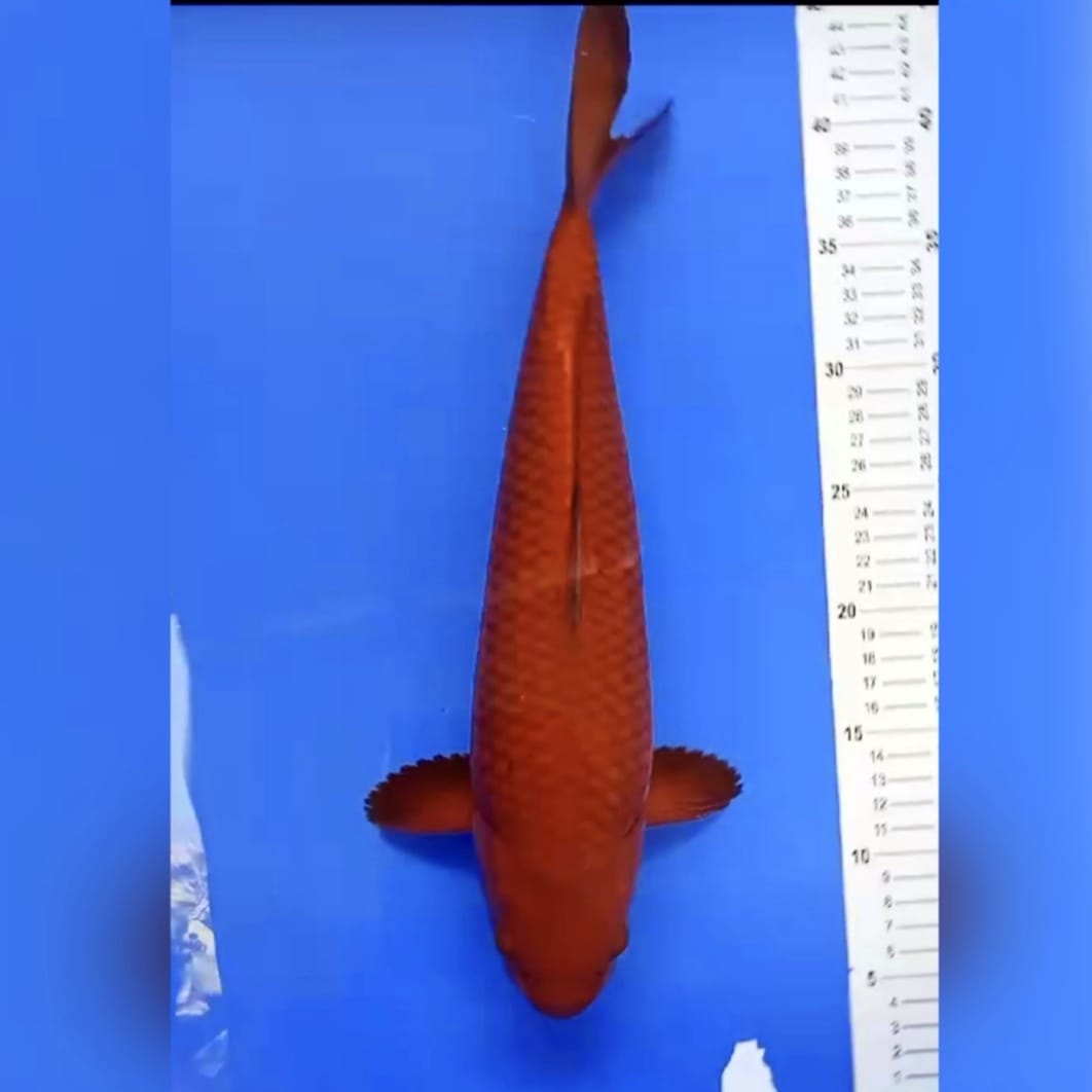 CHAGOI TEMBAGA 37cm