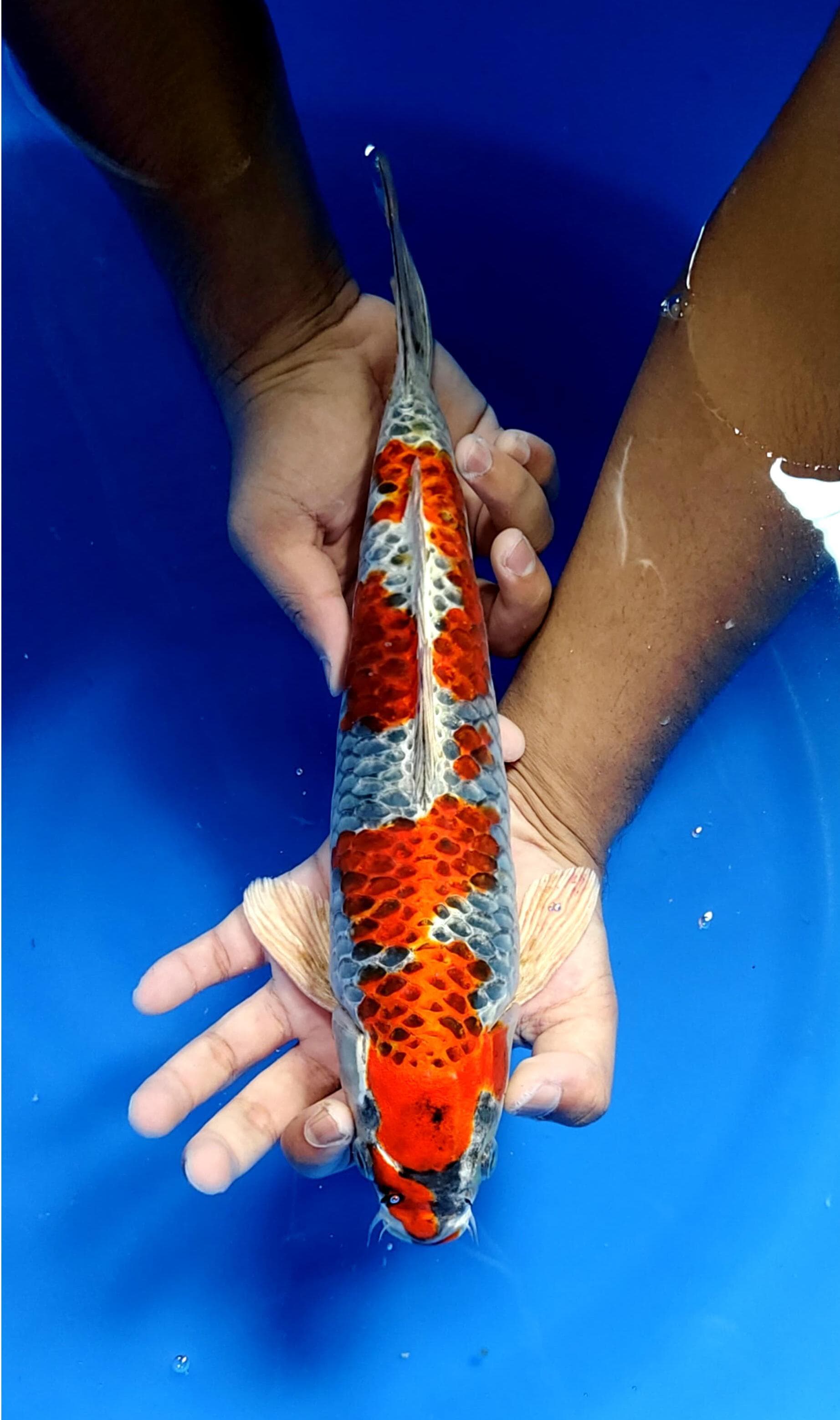 Lelang Koi Online, Jual Beli Ikan Koi, Pusat Jual Beli Koi, Info Lelang Koi Hari Ini, Platform Jual Beli Koi, Jual Beli Ikan Koi Online, Marketplace Ikan Koi, Jual Koi Terbaik, Tempat Beli Koi Berkualitas, Pasar Ikan Koi Online Terpercaya, Penjual Ikan Koi Terpercaya, Beli Koi Hias Online, Ikan Koi untuk Dijual, Koi Kualitas Terbaik, Toko Online Ikan Koi, Koi Hias Untuk Dijual, Jual Beli Ikan Koi Lokal, Koi Indonesia Online, Pusat Jual Beli Koi Terbesar