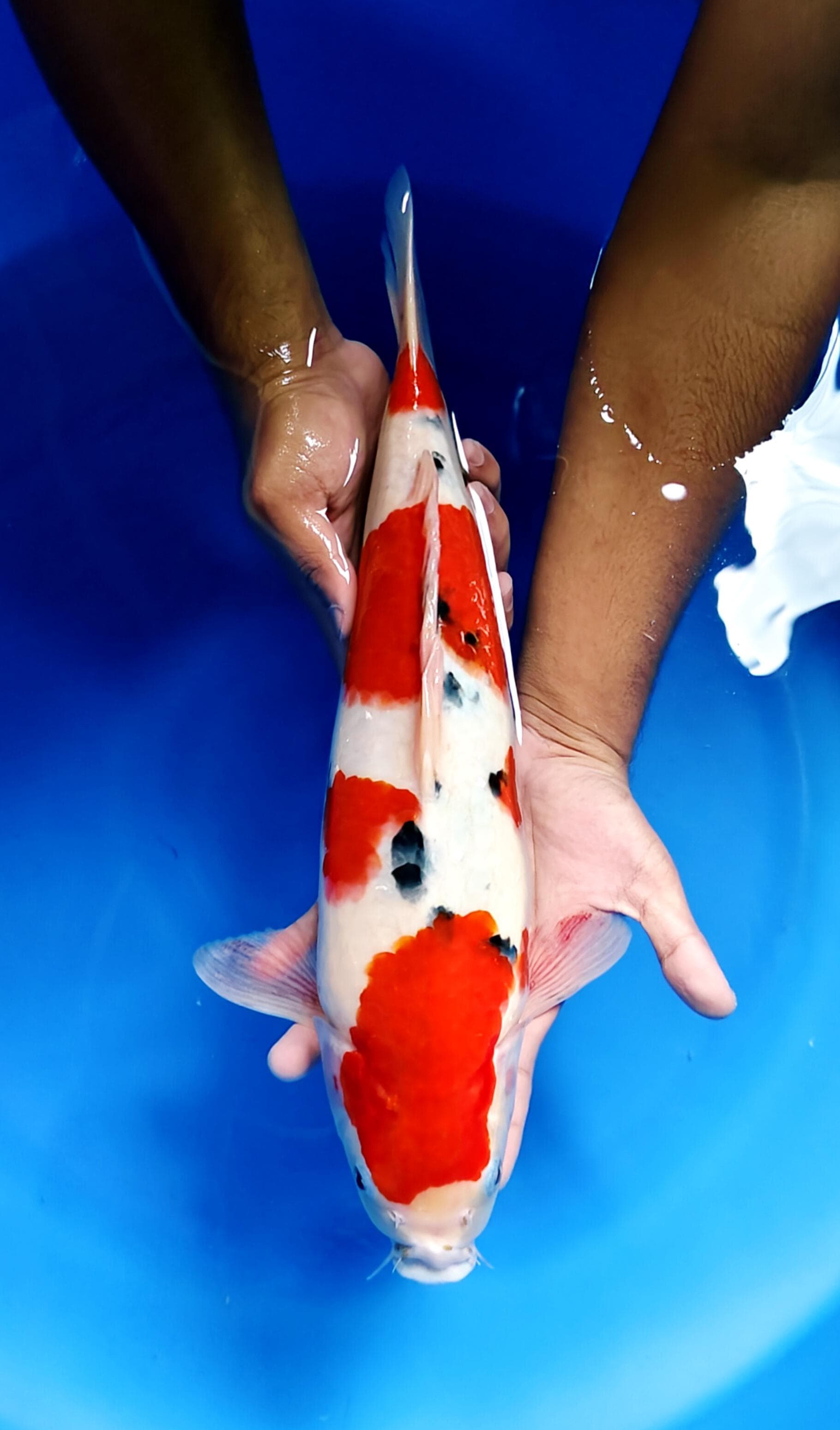 Lelang Koi Online, Jual Beli Ikan Koi, Pusat Jual Beli Koi, Info Lelang Koi Hari Ini, Platform Jual Beli Koi, Jual Beli Ikan Koi Online, Marketplace Ikan Koi, Jual Koi Terbaik, Tempat Beli Koi Berkualitas, Pasar Ikan Koi Online Terpercaya, Penjual Ikan Koi Terpercaya, Beli Koi Hias Online, Ikan Koi untuk Dijual, Koi Kualitas Terbaik, Toko Online Ikan Koi, Koi Hias Untuk Dijual, Jual Beli Ikan Koi Lokal, Koi Indonesia Online, Pusat Jual Beli Koi Terbesar