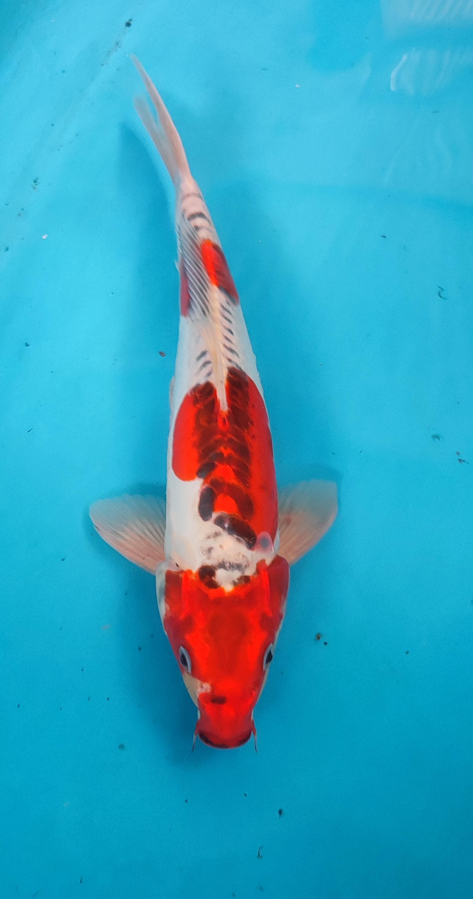 Lelang Koi Online, Jual Beli Ikan Koi, Pusat Jual Beli Koi, Info Lelang Koi Hari Ini, Platform Jual Beli Koi, Jual Beli Ikan Koi Online, Marketplace Ikan Koi, Jual Koi Terbaik, Tempat Beli Koi Berkualitas, Pasar Ikan Koi Online Terpercaya, Penjual Ikan Koi Terpercaya, Beli Koi Hias Online, Ikan Koi untuk Dijual, Koi Kualitas Terbaik, Toko Online Ikan Koi, Koi Hias Untuk Dijual, Jual Beli Ikan Koi Lokal, Koi Indonesia Online, Pusat Jual Beli Koi Terbesar