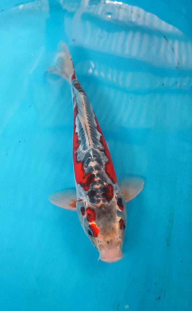 Lelang Koi Online, Jual Beli Ikan Koi, Pusat Jual Beli Koi, Info Lelang Koi Hari Ini, Platform Jual Beli Koi, Jual Beli Ikan Koi Online, Marketplace Ikan Koi, Jual Koi Terbaik, Tempat Beli Koi Berkualitas, Pasar Ikan Koi Online Terpercaya, Penjual Ikan Koi Terpercaya, Beli Koi Hias Online, Ikan Koi untuk Dijual, Koi Kualitas Terbaik, Toko Online Ikan Koi, Koi Hias Untuk Dijual, Jual Beli Ikan Koi Lokal, Koi Indonesia Online, Pusat Jual Beli Koi Terbesar