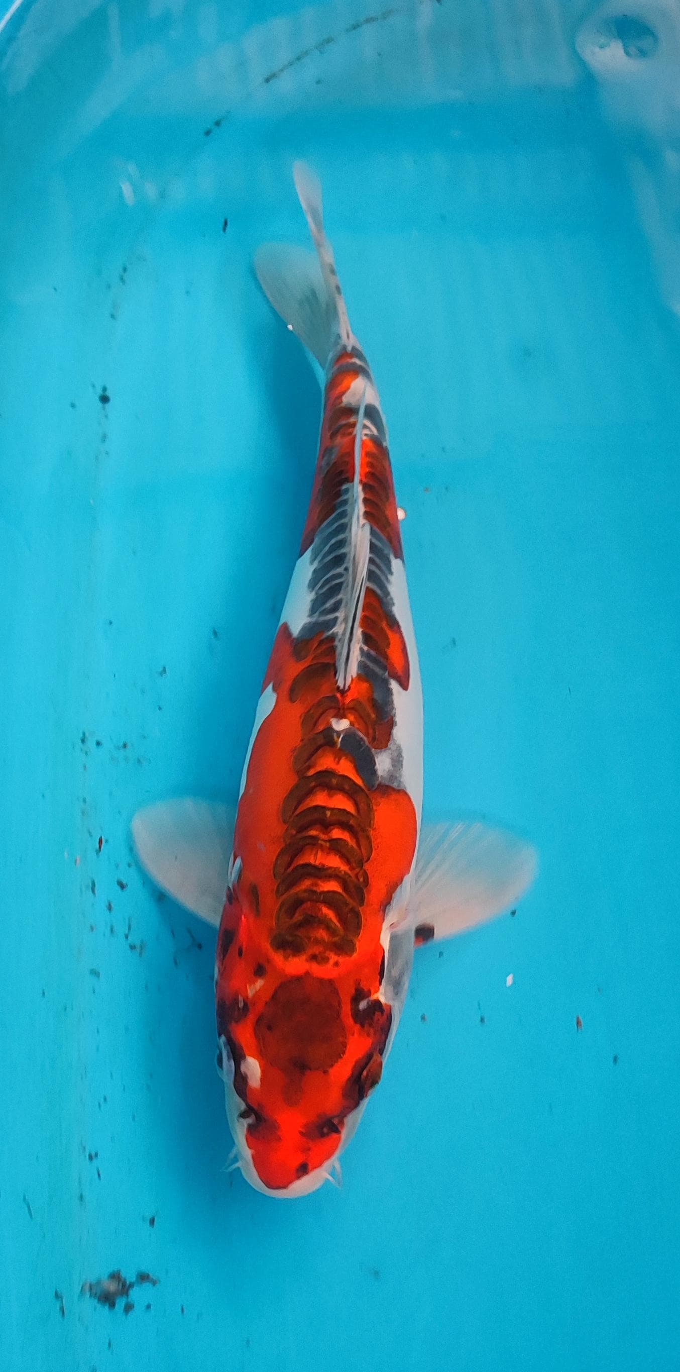 Lelang Koi Online, Jual Beli Ikan Koi, Pusat Jual Beli Koi, Info Lelang Koi Hari Ini, Platform Jual Beli Koi, Jual Beli Ikan Koi Online, Marketplace Ikan Koi, Jual Koi Terbaik, Tempat Beli Koi Berkualitas, Pasar Ikan Koi Online Terpercaya, Penjual Ikan Koi Terpercaya, Beli Koi Hias Online, Ikan Koi untuk Dijual, Koi Kualitas Terbaik, Toko Online Ikan Koi, Koi Hias Untuk Dijual, Jual Beli Ikan Koi Lokal, Koi Indonesia Online, Pusat Jual Beli Koi Terbesar