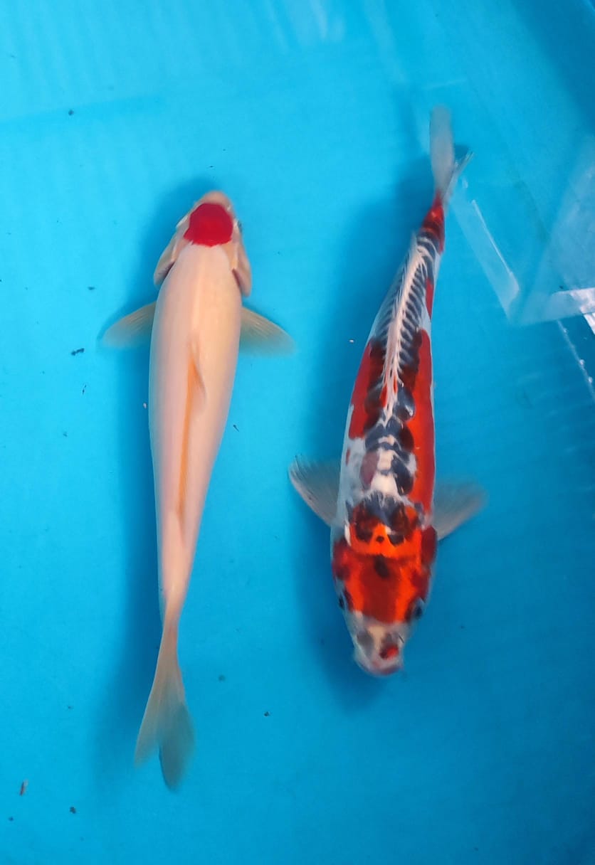 Lelang Koi Online, Jual Beli Ikan Koi, Pusat Jual Beli Koi, Info Lelang Koi Hari Ini, Platform Jual Beli Koi, Jual Beli Ikan Koi Online, Marketplace Ikan Koi, Jual Koi Terbaik, Tempat Beli Koi Berkualitas, Pasar Ikan Koi Online Terpercaya, Penjual Ikan Koi Terpercaya, Beli Koi Hias Online, Ikan Koi untuk Dijual, Koi Kualitas Terbaik, Toko Online Ikan Koi, Koi Hias Untuk Dijual, Jual Beli Ikan Koi Lokal, Koi Indonesia Online, Pusat Jual Beli Koi Terbesar