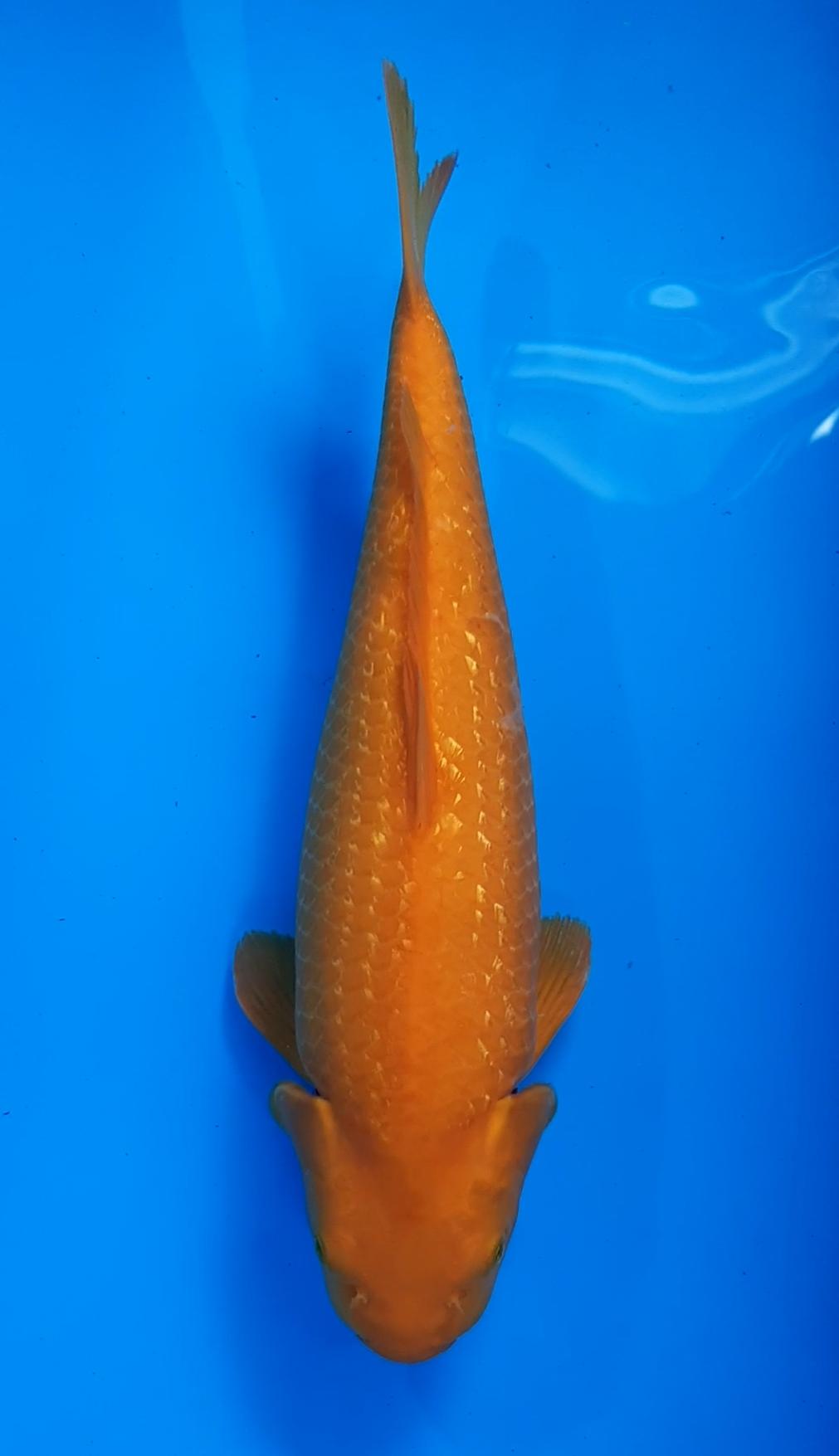KARASI 42cm FEMALE