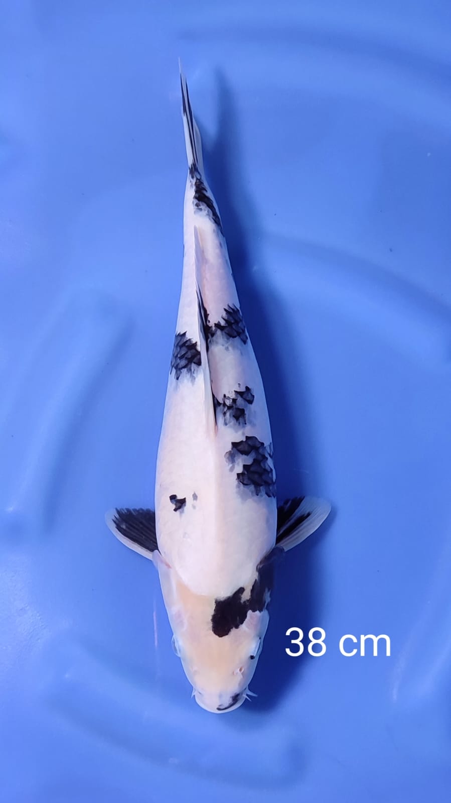 SHIRO UTSURI 38cm