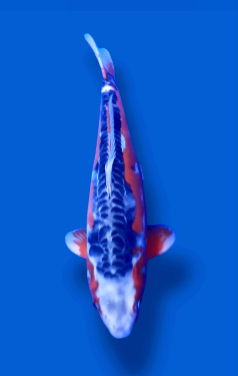 SUPER SHUSUI YAMAJU KOI FARM 38cm