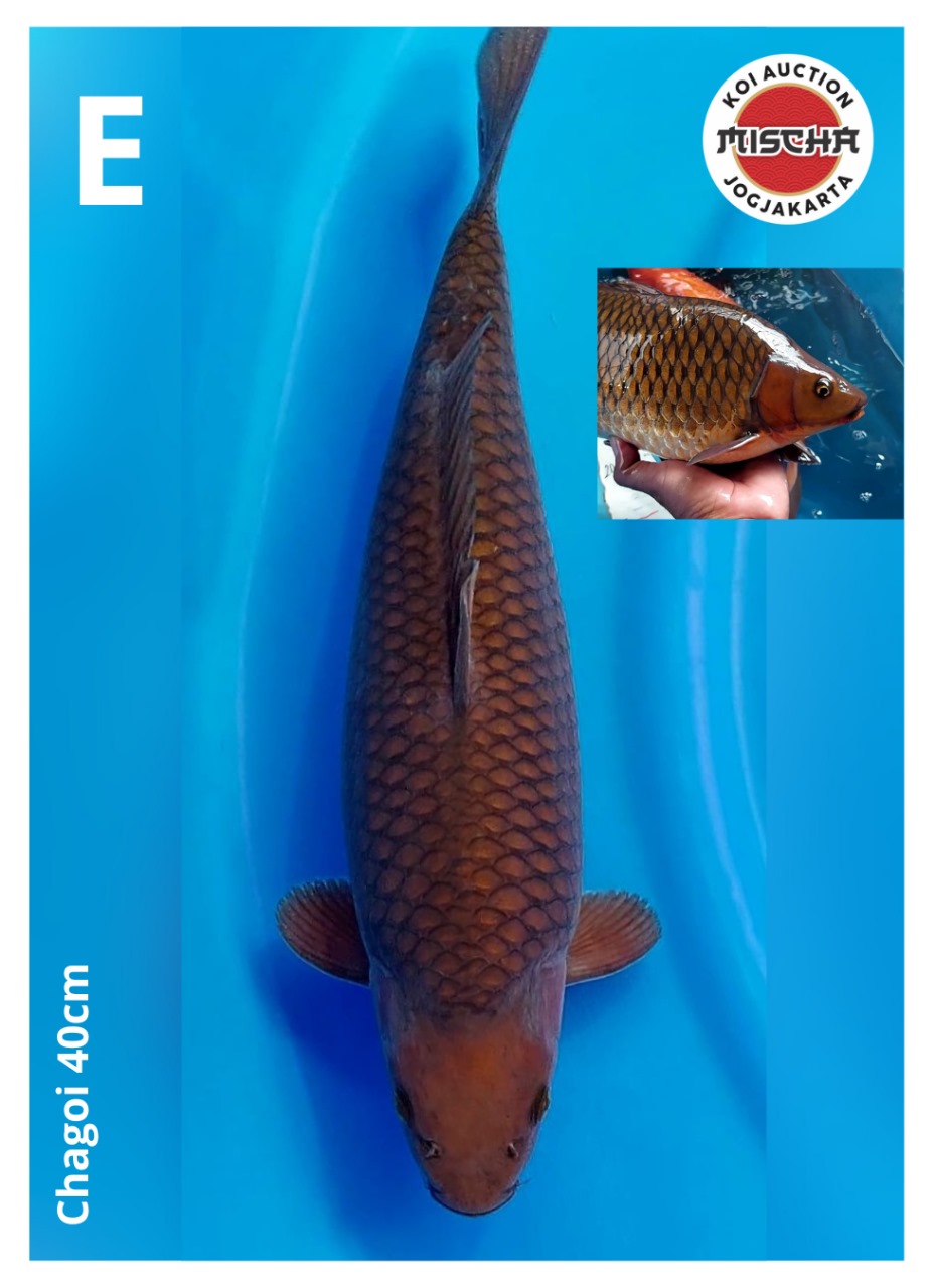 CHAGOI 40cm