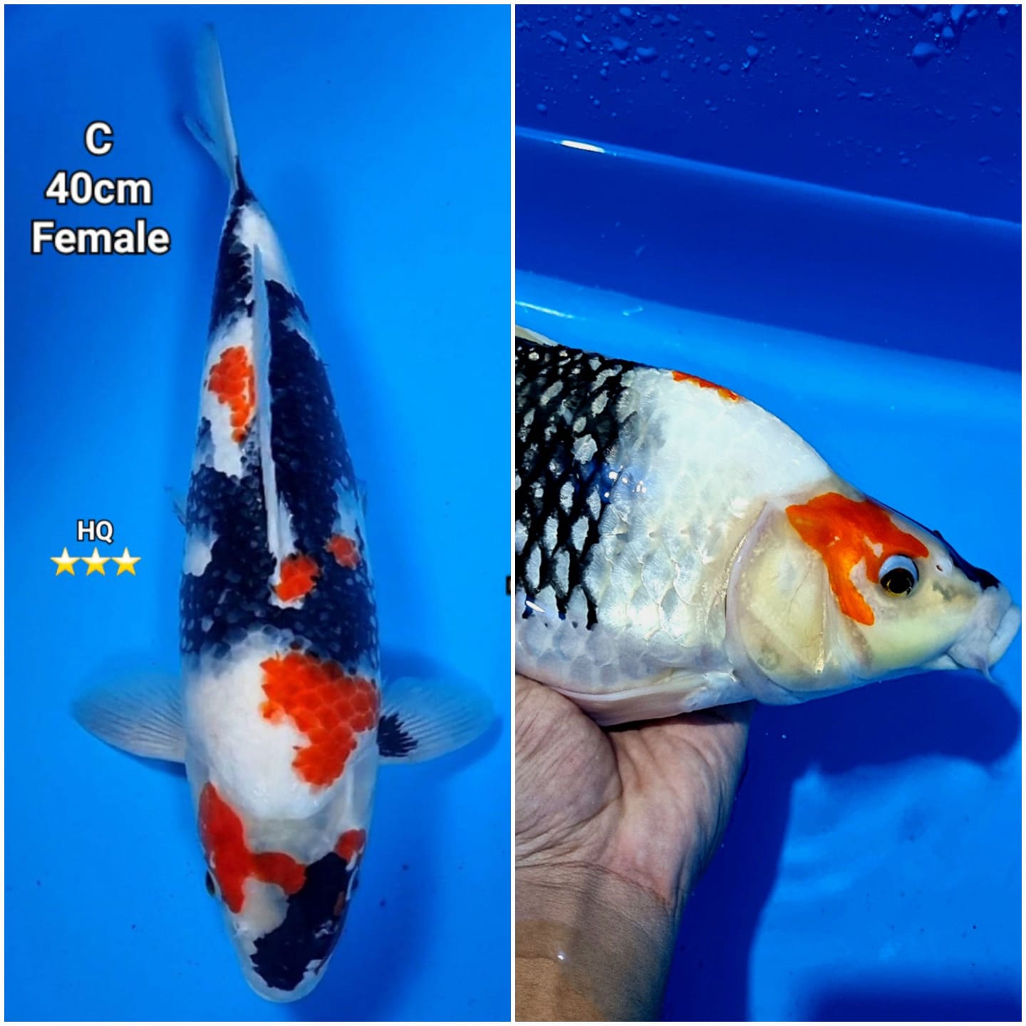 SHOWA SANSHOKU HQ BERPUNUK FEMALE 40cm
