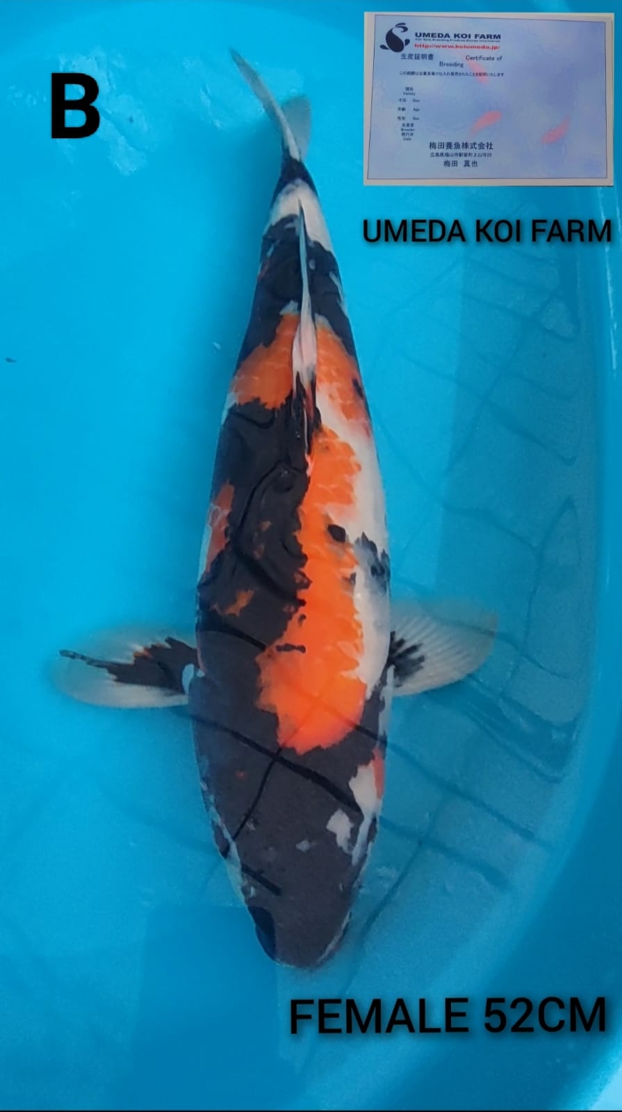 Lelang Koi Online, Jual Beli Ikan Koi, Pusat Jual Beli Koi, Info Lelang Koi Hari Ini, Platform Jual Beli Koi, Jual Beli Ikan Koi Online, Marketplace Ikan Koi, Jual Koi Terbaik, Tempat Beli Koi Berkualitas, Pasar Ikan Koi Online Terpercaya, Penjual Ikan Koi Terpercaya, Beli Koi Hias Online, Ikan Koi untuk Dijual, Koi Kualitas Terbaik, Toko Online Ikan Koi, Koi Hias Untuk Dijual, Jual Beli Ikan Koi Lokal, Koi Indonesia Online, Pusat Jual Beli Koi Terbesar