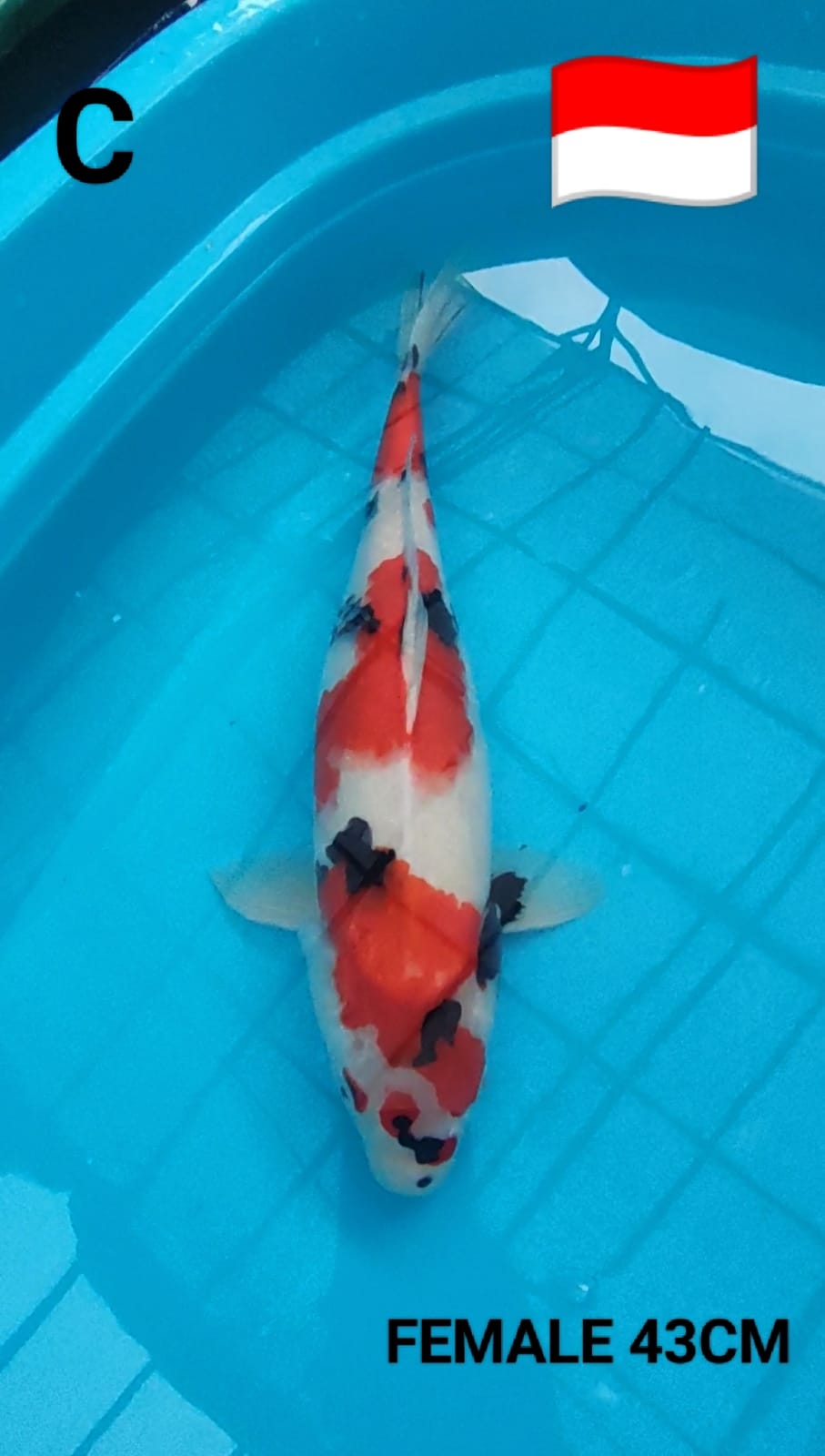 Lelang Koi Online, Jual Beli Ikan Koi, Pusat Jual Beli Koi, Info Lelang Koi Hari Ini, Platform Jual Beli Koi, Jual Beli Ikan Koi Online, Marketplace Ikan Koi, Jual Koi Terbaik, Tempat Beli Koi Berkualitas, Pasar Ikan Koi Online Terpercaya, Penjual Ikan Koi Terpercaya, Beli Koi Hias Online, Ikan Koi untuk Dijual, Koi Kualitas Terbaik, Toko Online Ikan Koi, Koi Hias Untuk Dijual, Jual Beli Ikan Koi Lokal, Koi Indonesia Online, Pusat Jual Beli Koi Terbesar