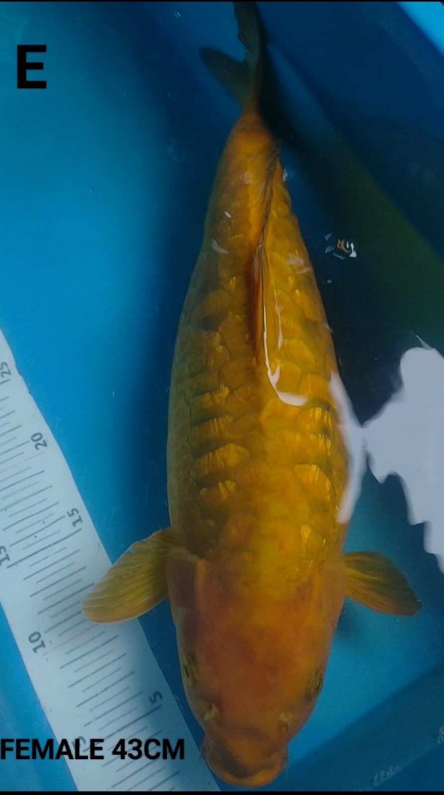 Lelang Koi Online, Jual Beli Ikan Koi, Pusat Jual Beli Koi, Info Lelang Koi Hari Ini, Platform Jual Beli Koi, Jual Beli Ikan Koi Online, Marketplace Ikan Koi, Jual Koi Terbaik, Tempat Beli Koi Berkualitas, Pasar Ikan Koi Online Terpercaya, Penjual Ikan Koi Terpercaya, Beli Koi Hias Online, Ikan Koi untuk Dijual, Koi Kualitas Terbaik, Toko Online Ikan Koi, Koi Hias Untuk Dijual, Jual Beli Ikan Koi Lokal, Koi Indonesia Online, Pusat Jual Beli Koi Terbesar