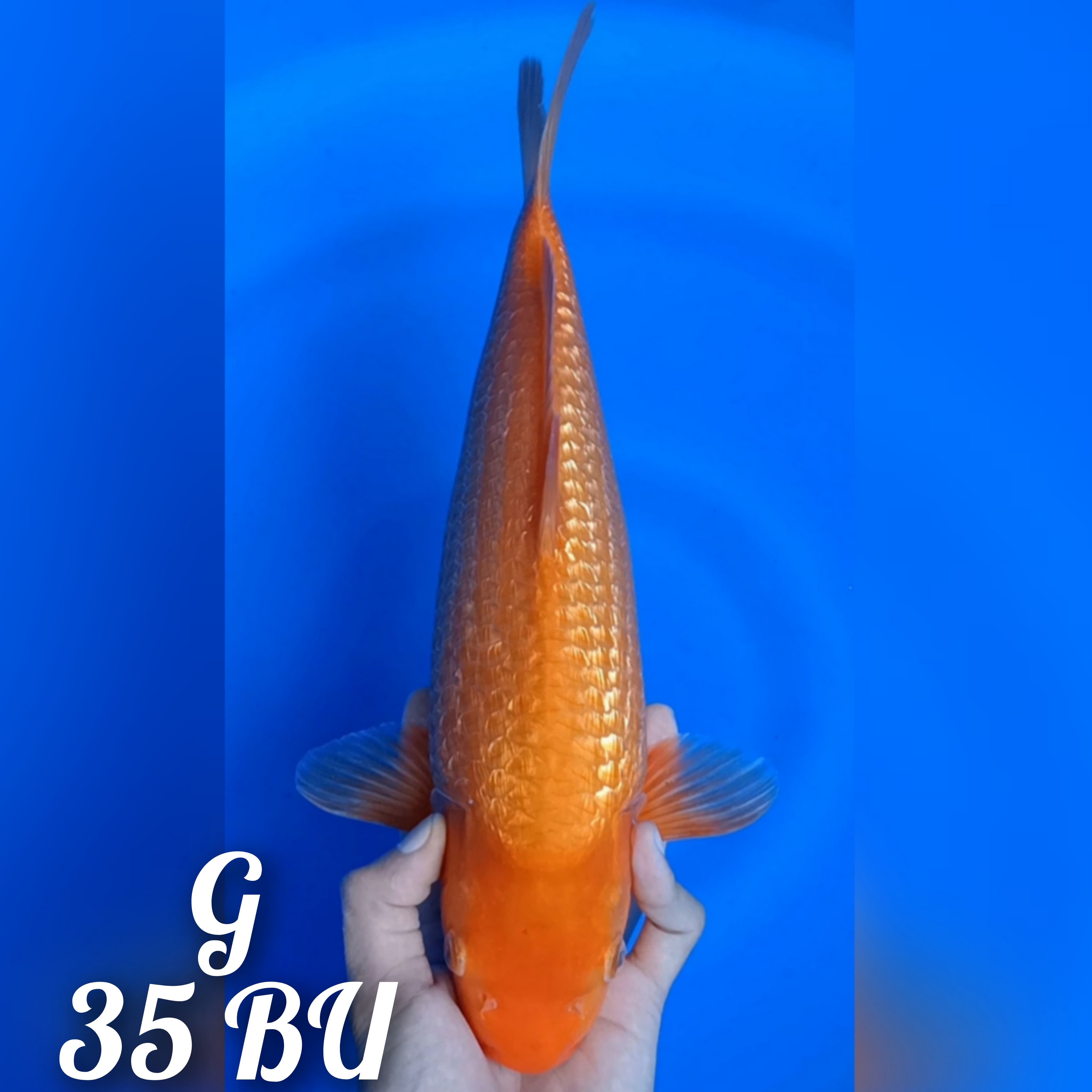 RED KARASI GINRIN 35cm