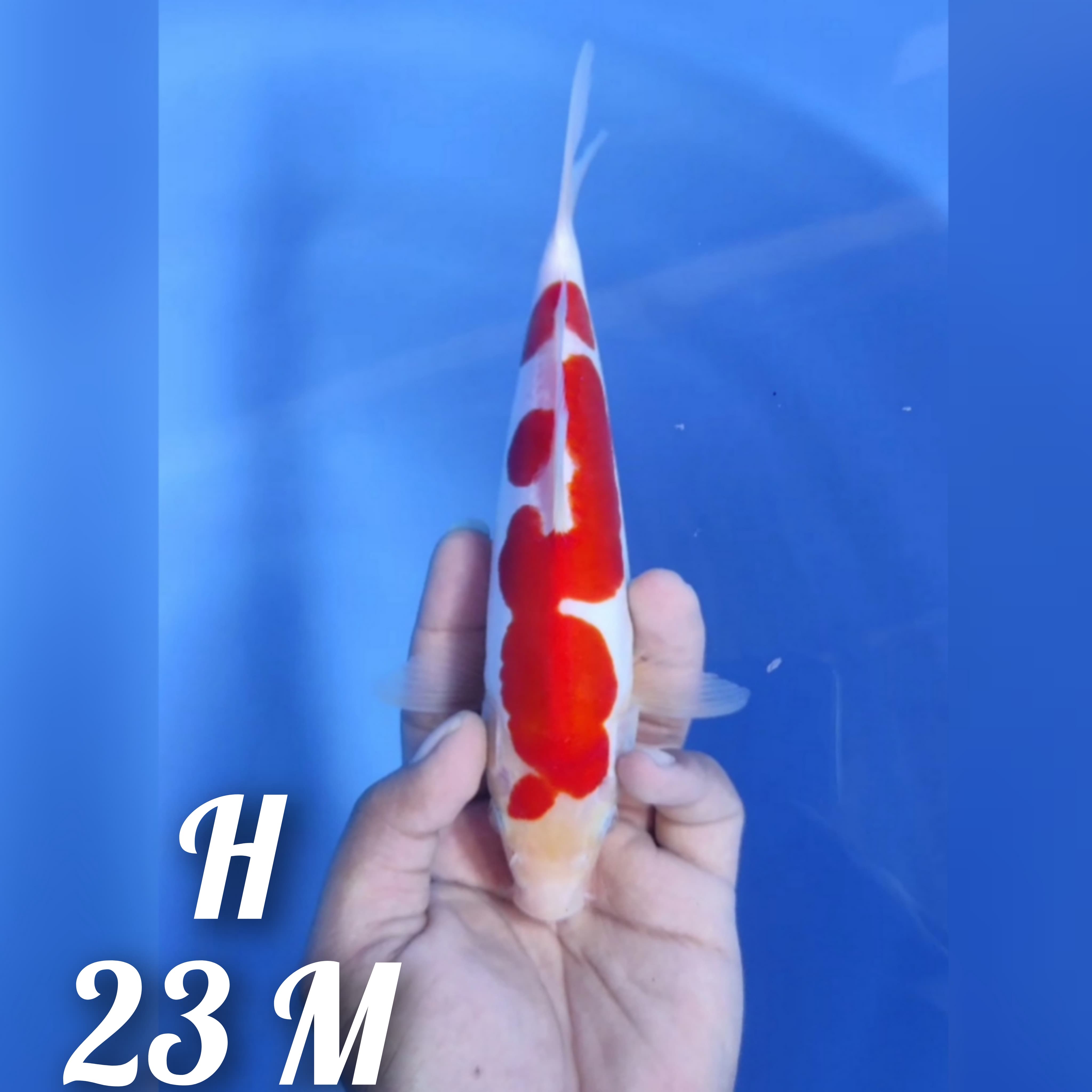 KOHAKU INAZUMA ORIGINAL DOITSU MURNI QUALITY 23cm