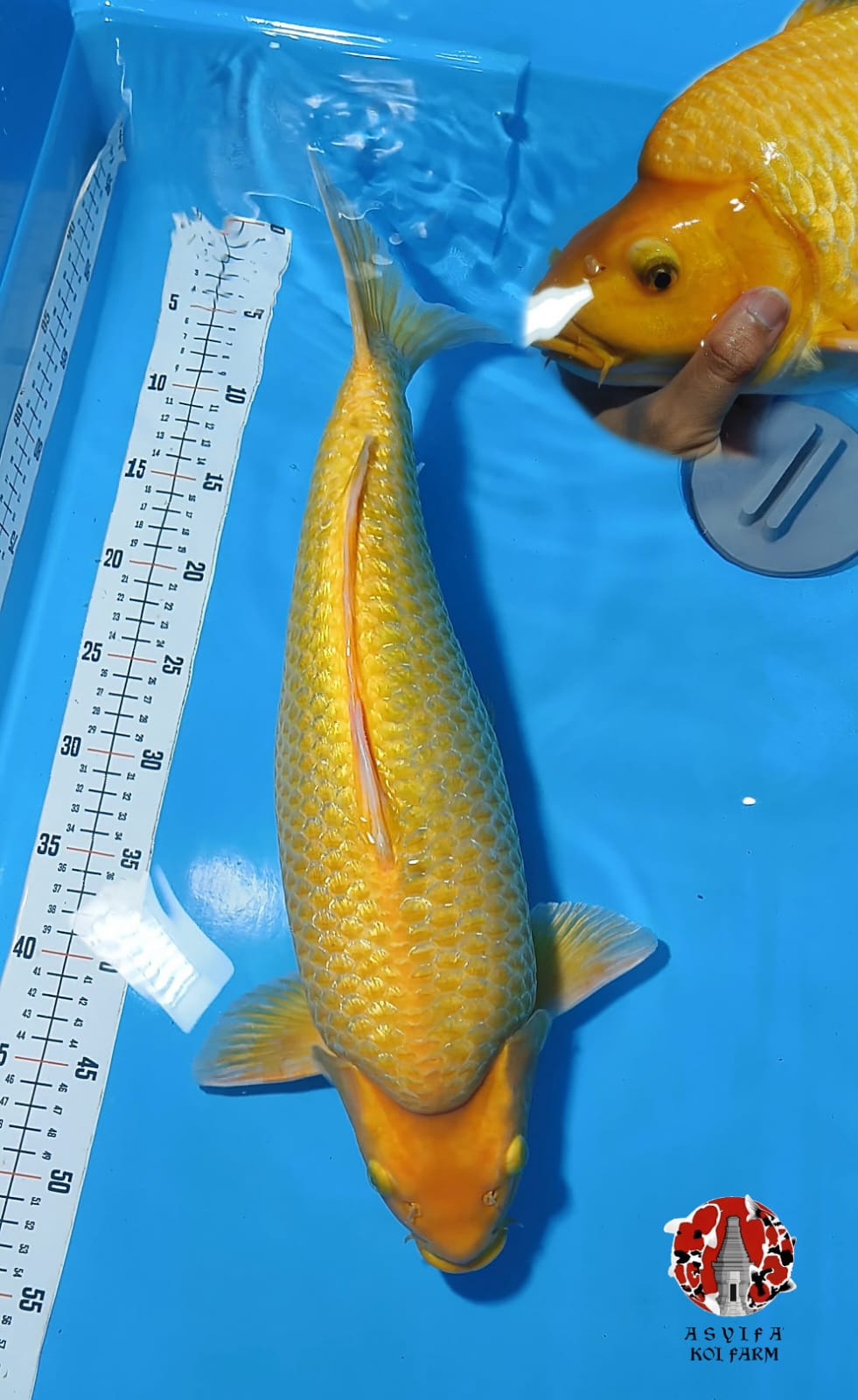 RED KARASI SUPERBULKY 52cm MALE