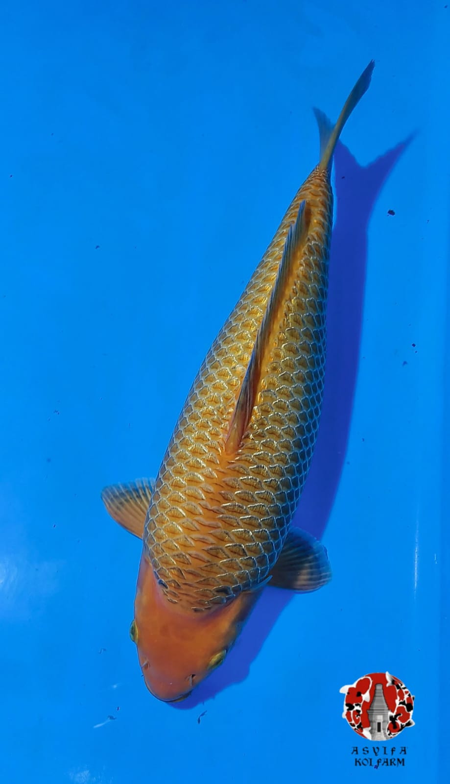 CARAMEL TOP FUKURIN BERPUNUK 45cm MALE