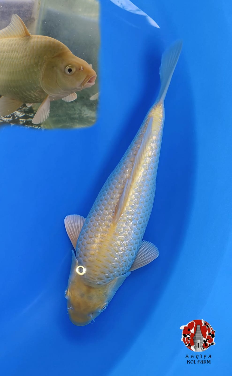 KARASI TOP GINRIN FULL 27cm MALE