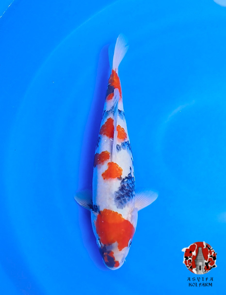 SHOWA TOP TATEGOI 35cm FEMALE