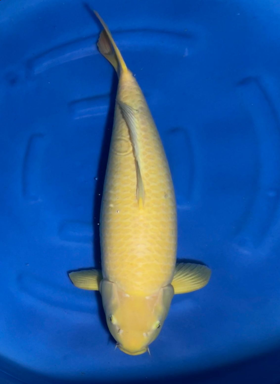 KARASI JUMBO 70cm