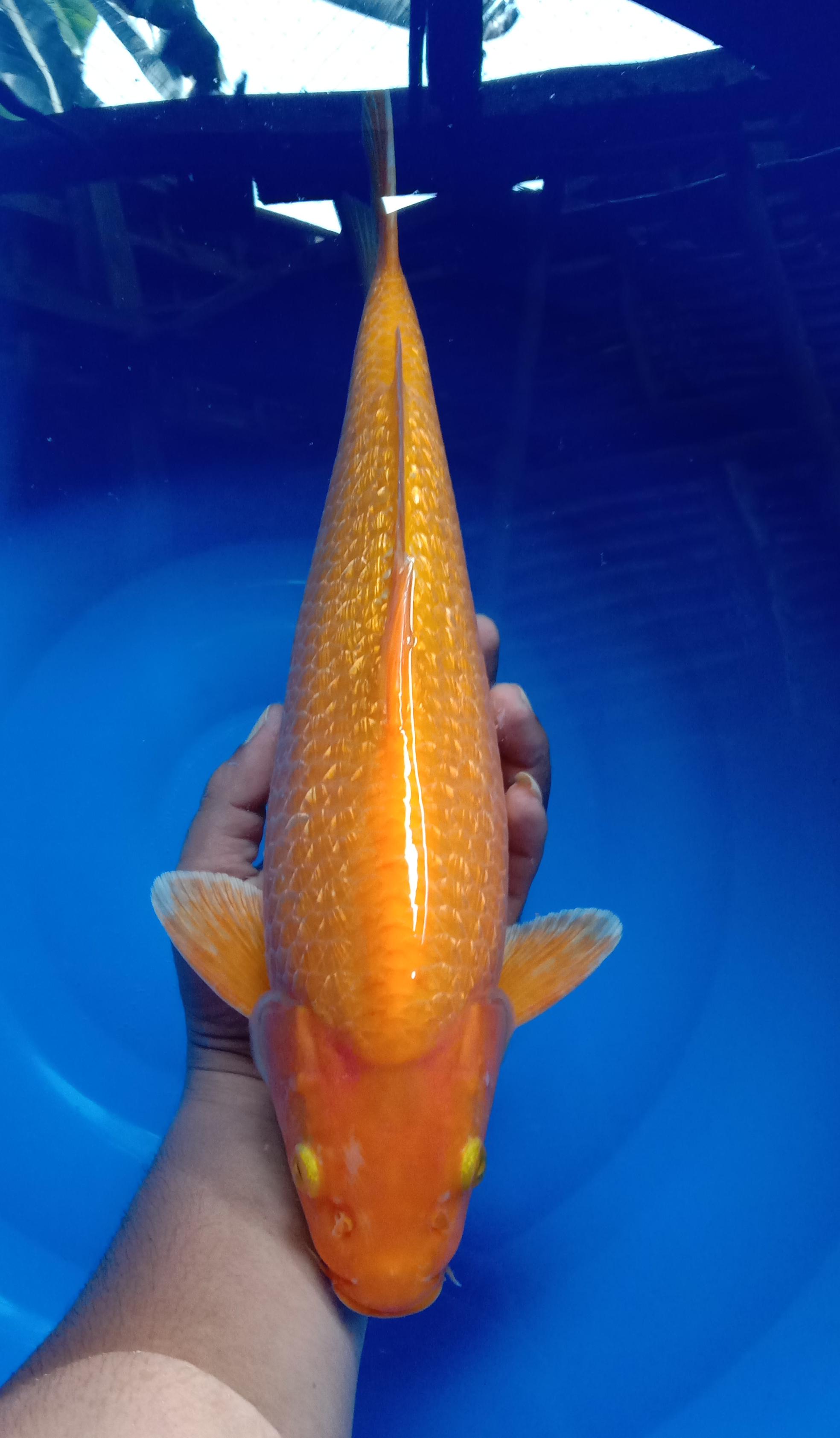 KARASHI MANGO JANTAN 43cm PUNUK