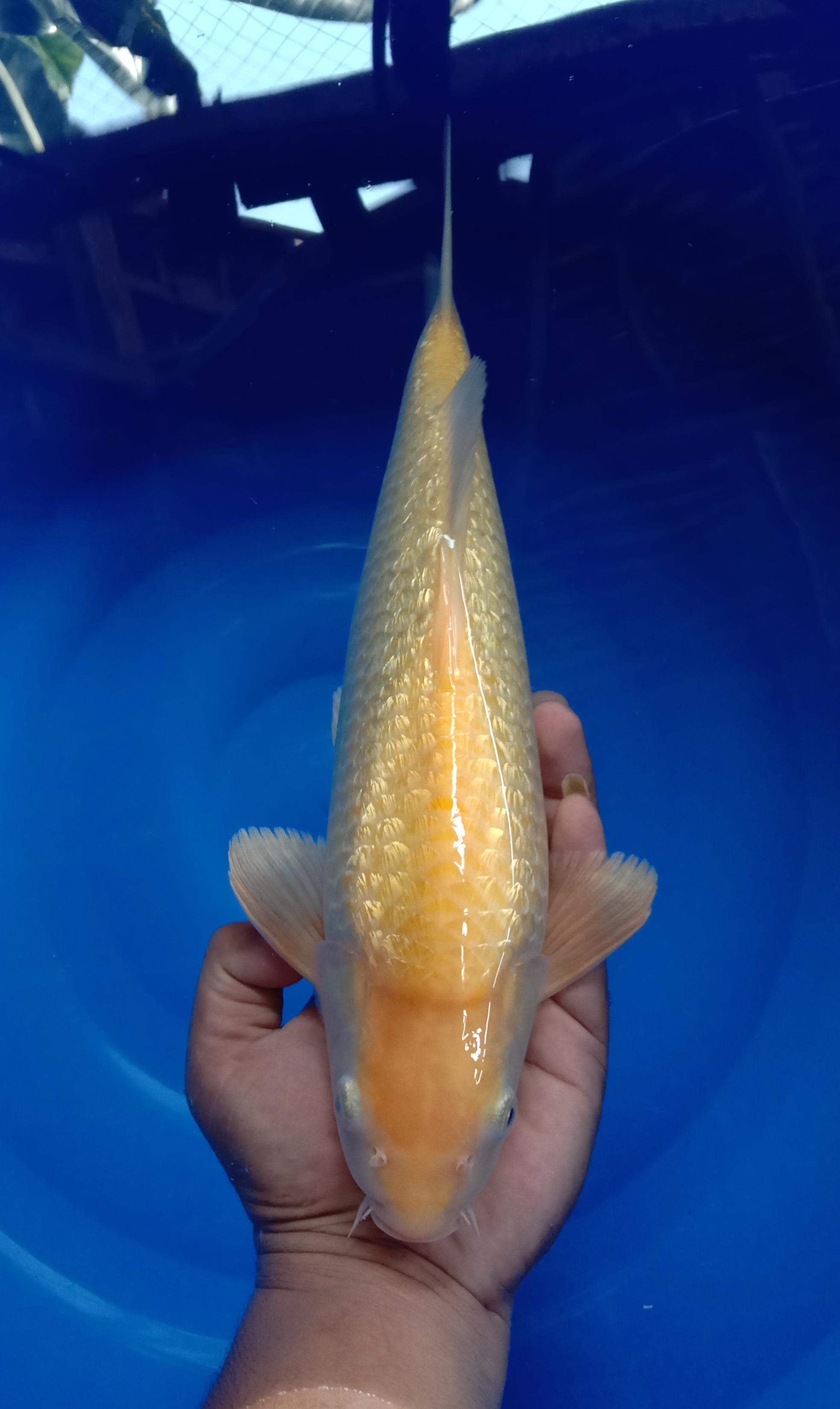KARASHI GINRIN JANTAN PUNUK 38cm
