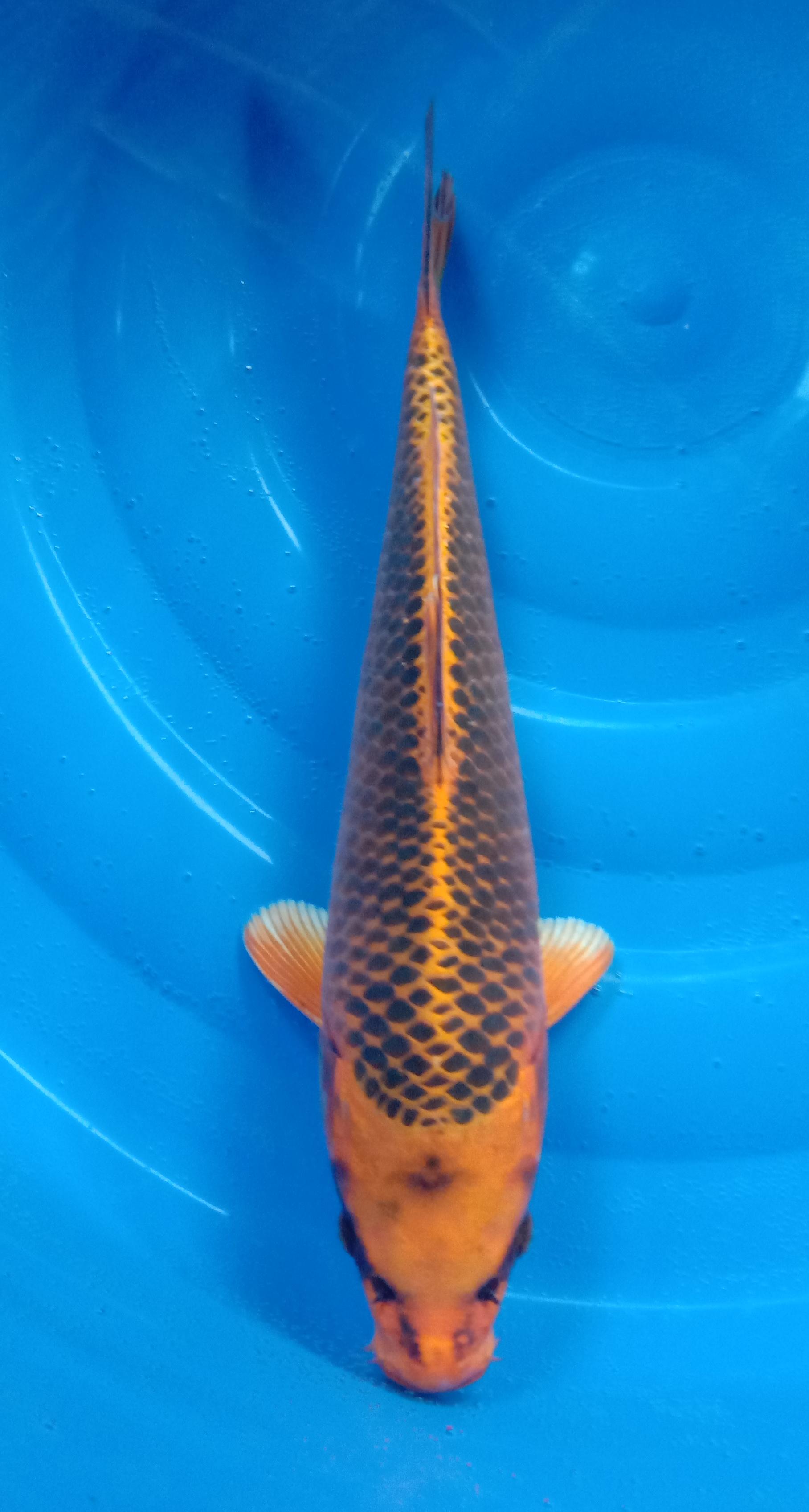 KIN MATSUBA JANTAN F1 36cm