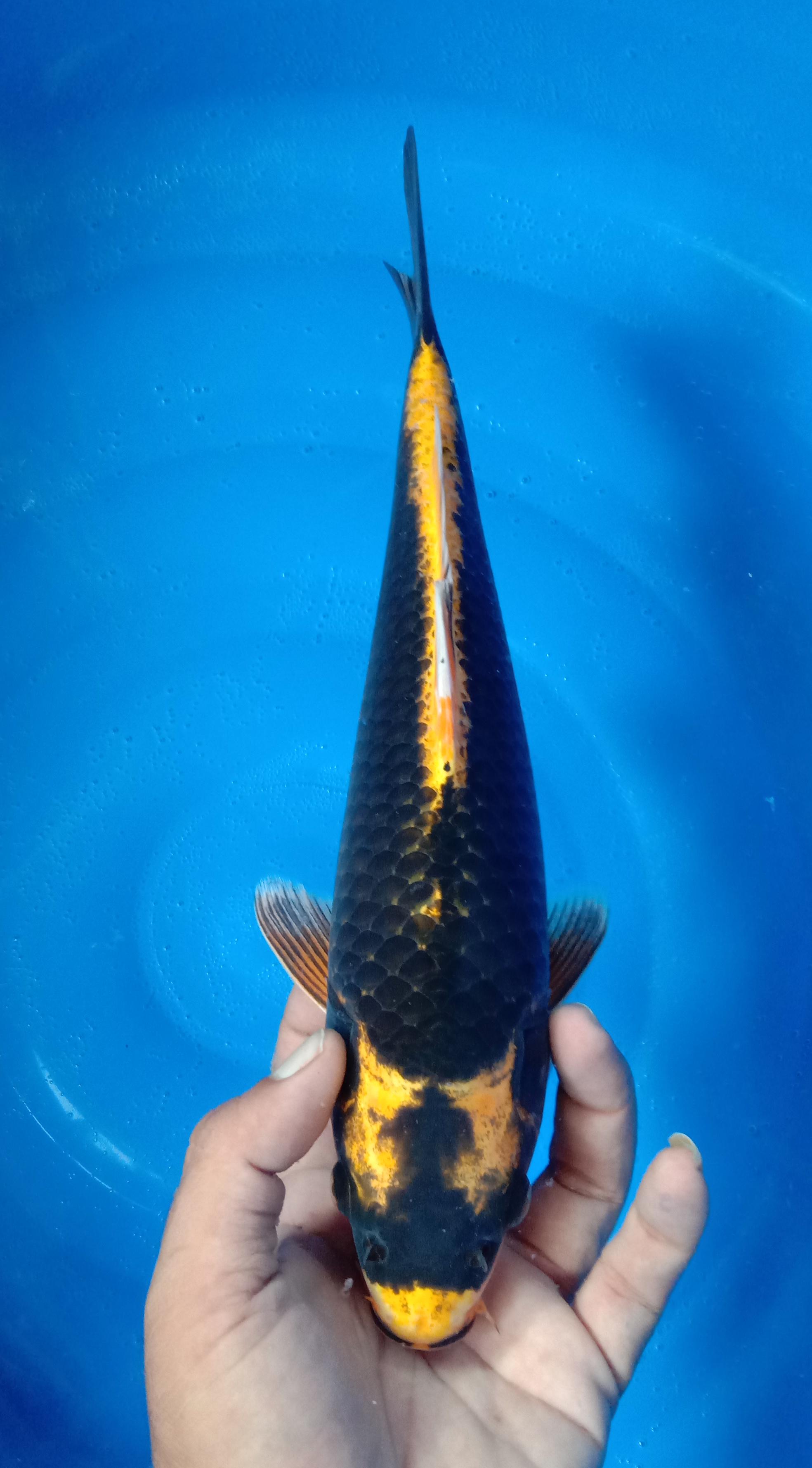 KABUTO 35cm