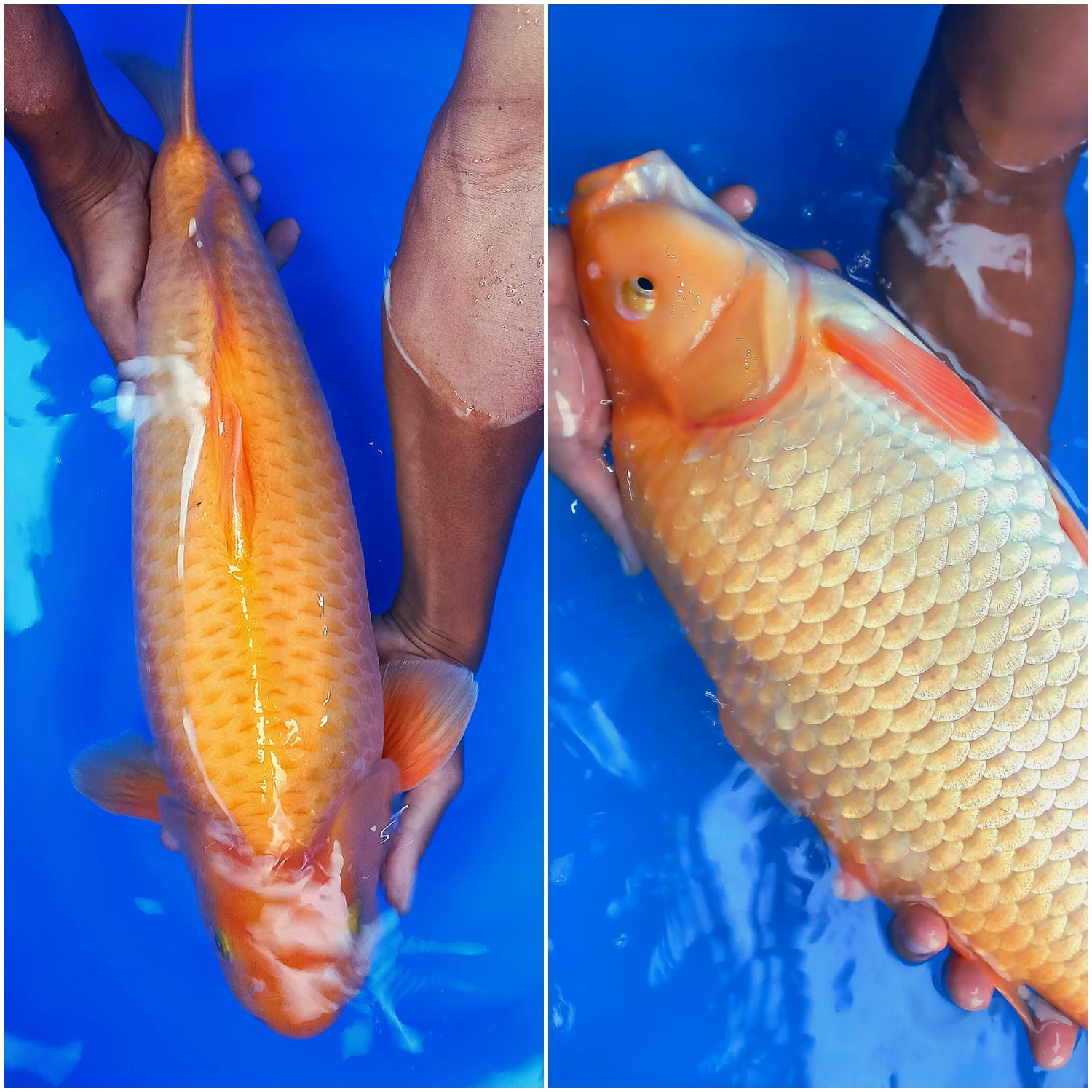 ASLI JUMBO MUJIMONOBULKY PUNUK 53cm