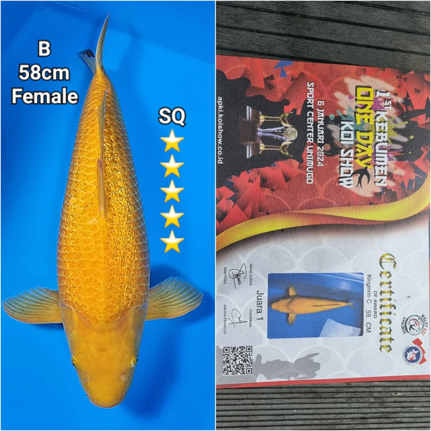 KARASI GOLDEN CORN SQ JUARA 1 ONE DAY KOI SHOW 58cm