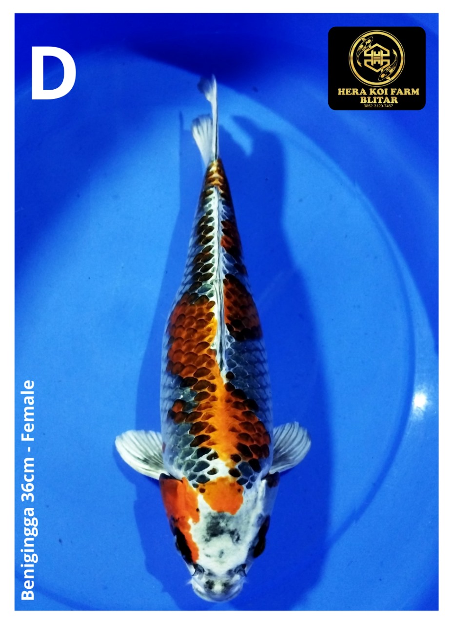 BENIGINGGA 36cm