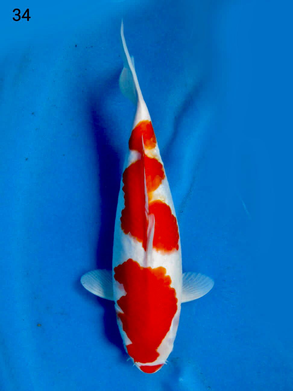KOHAKU SAKAI F1 34cm FEMALE
