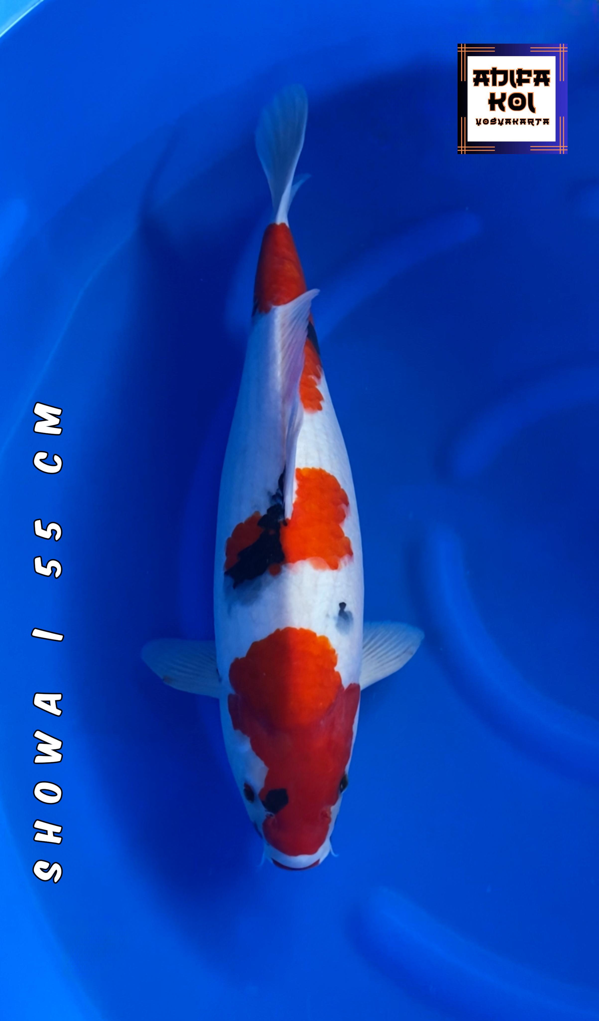 SHOWA 55cm