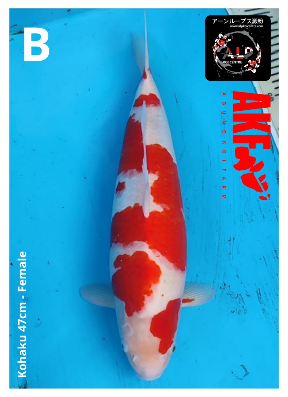 KOHAKU 47cm