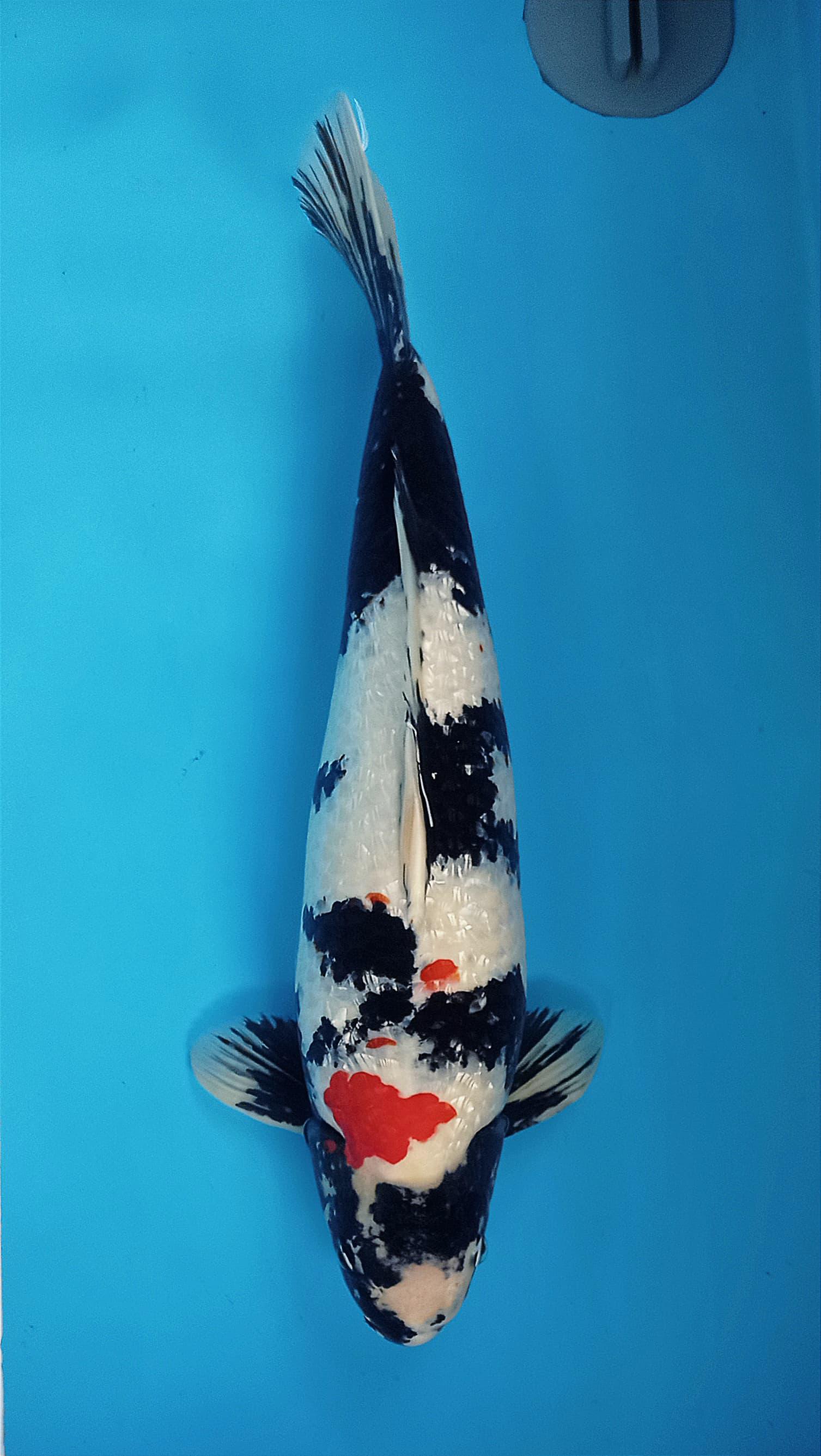 SHOWA GINRIN 53cm