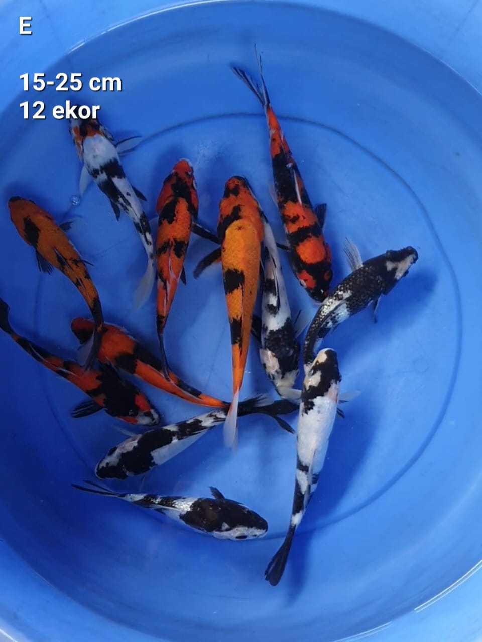 MIX SHIROUTSURI 1925cm