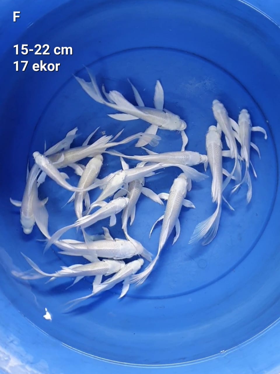 PLATINUM KUMPAY 1522cm