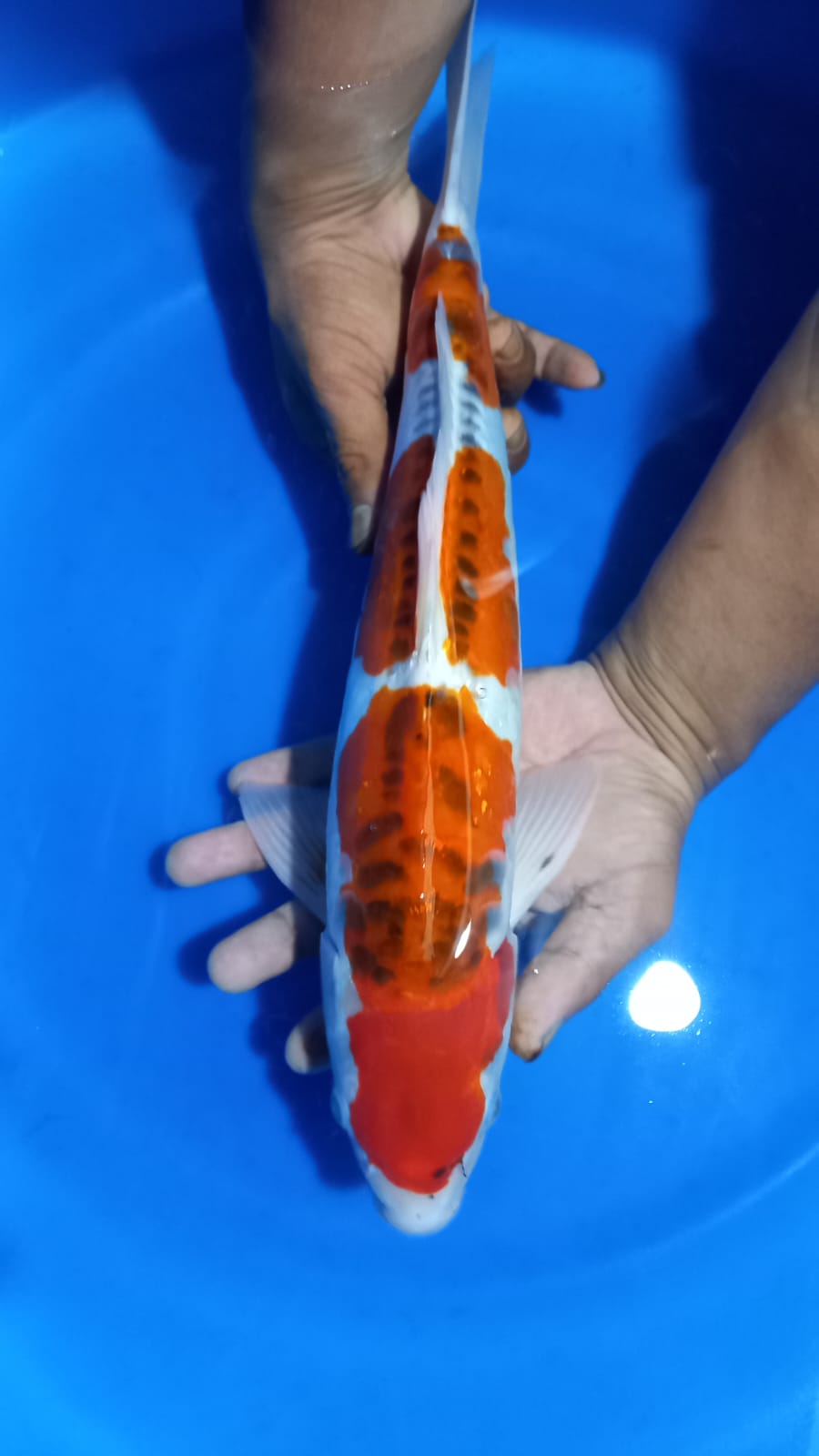 KIKO 43cm