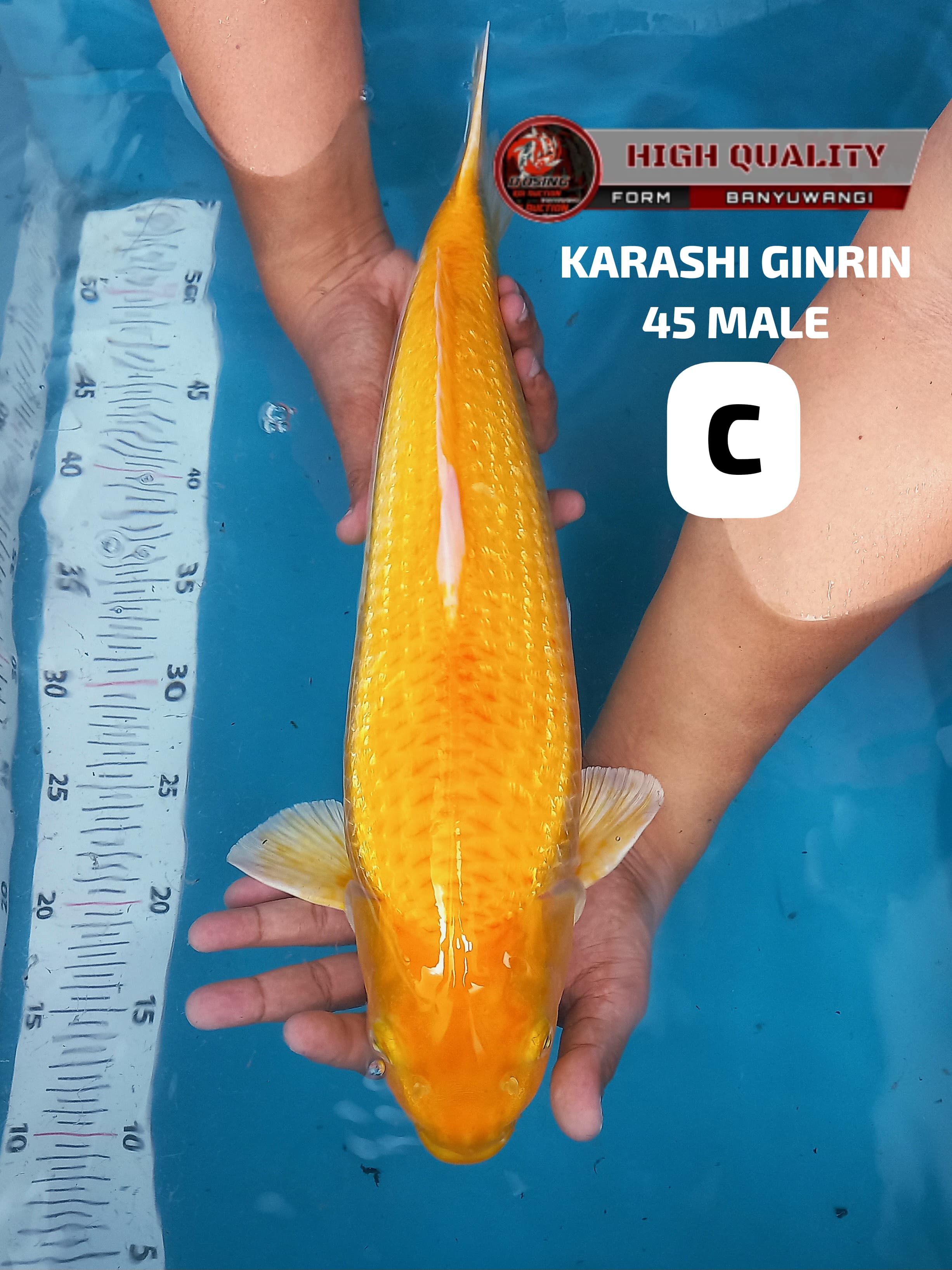 KARASHI GINRIN 45cm