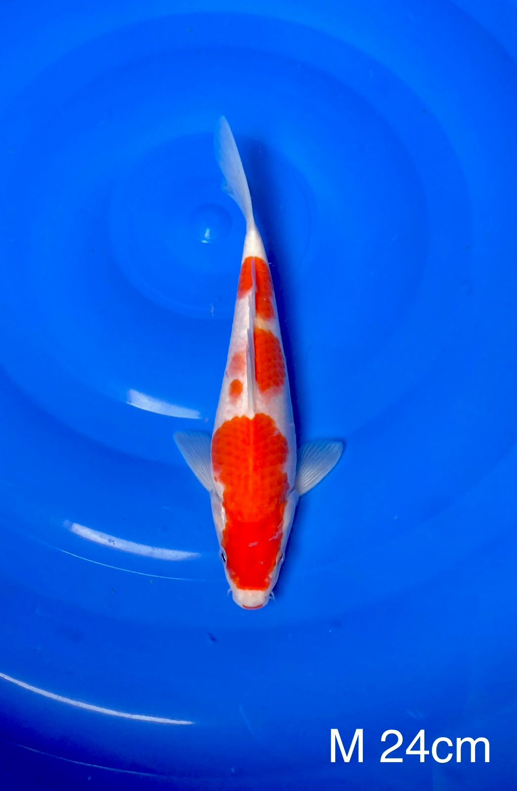 KOHAKU JANTAN 24cm