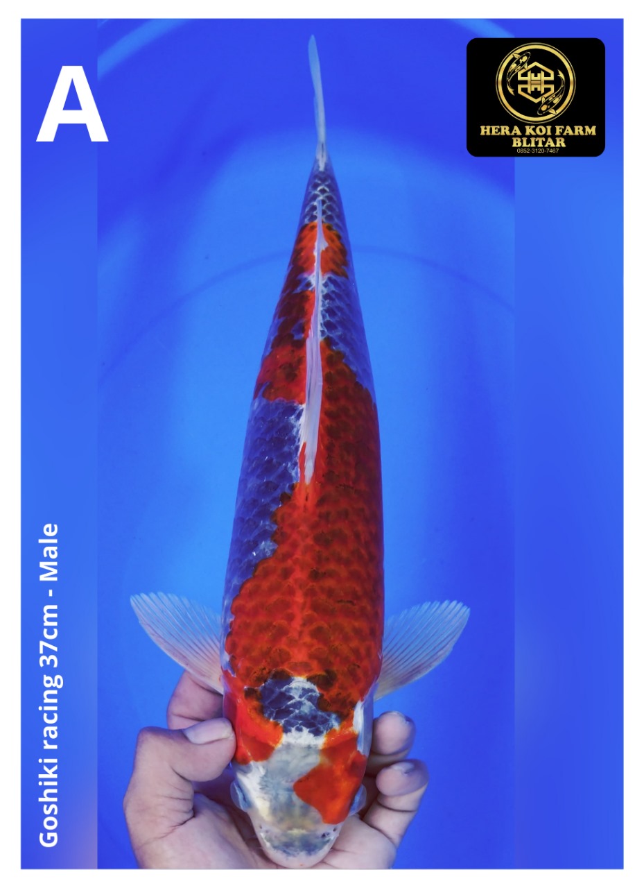 GOSHIKI RACING 37cm