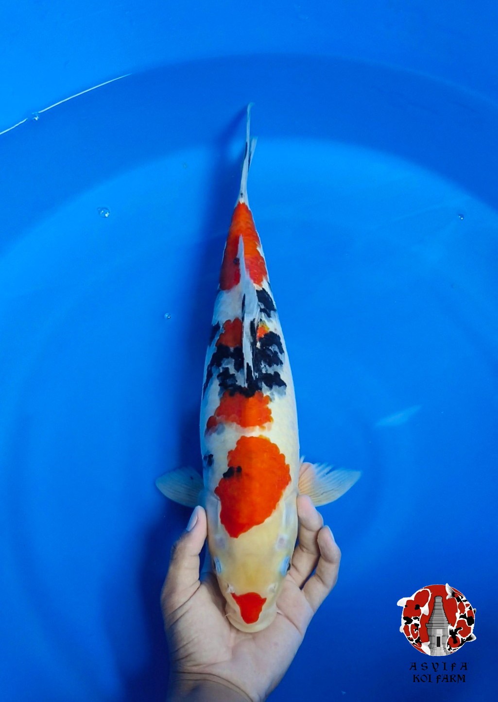 SANKE 43cm FEMALE