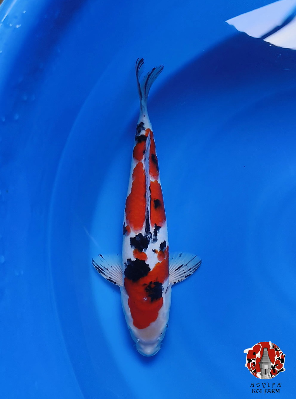 SANKE 37cm MALE STRONG