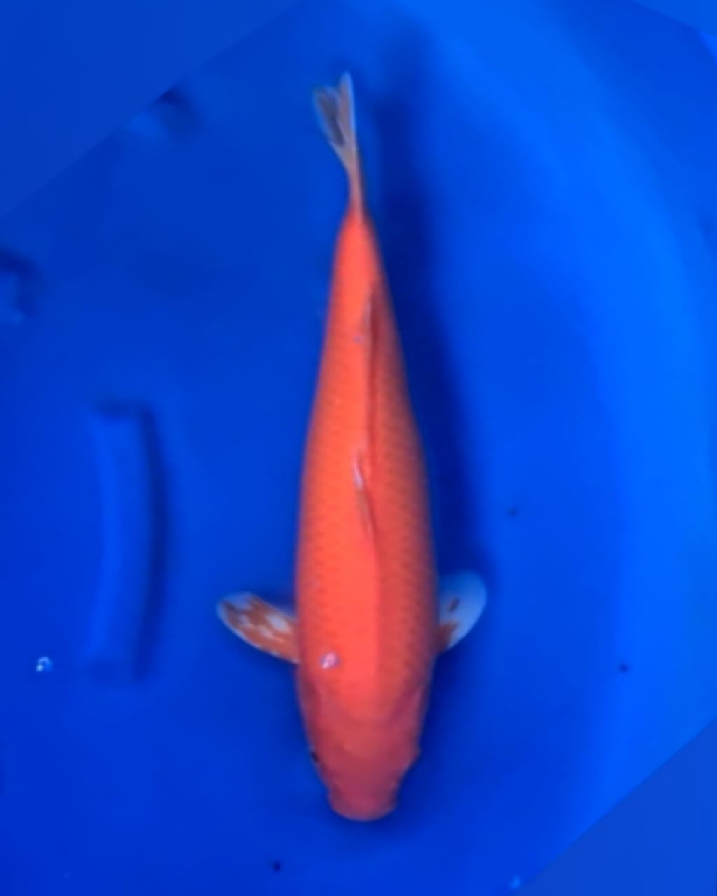 RED KARASI SERTIFIKAT MARUSEI KOI FARM 43cm